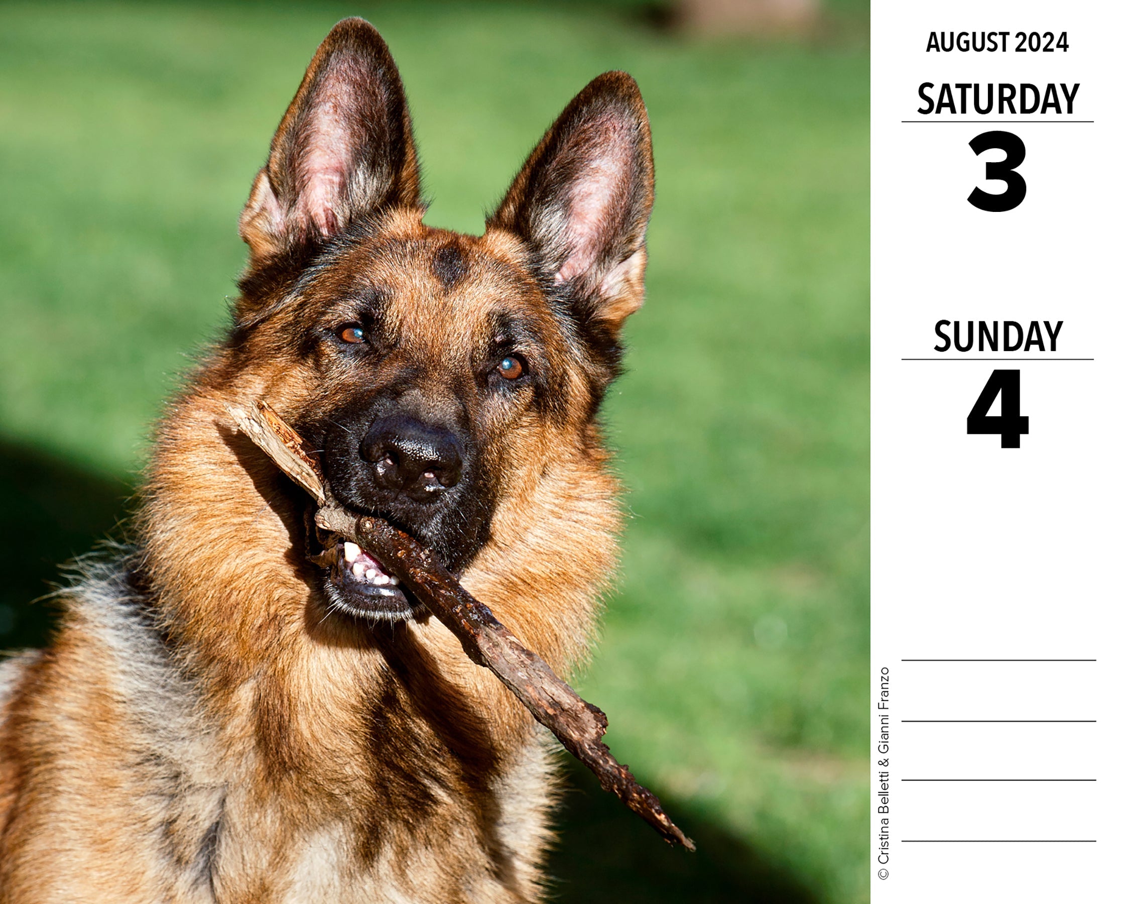 2024 German Shepherds - Daily Boxed Page-A-Day Calendar