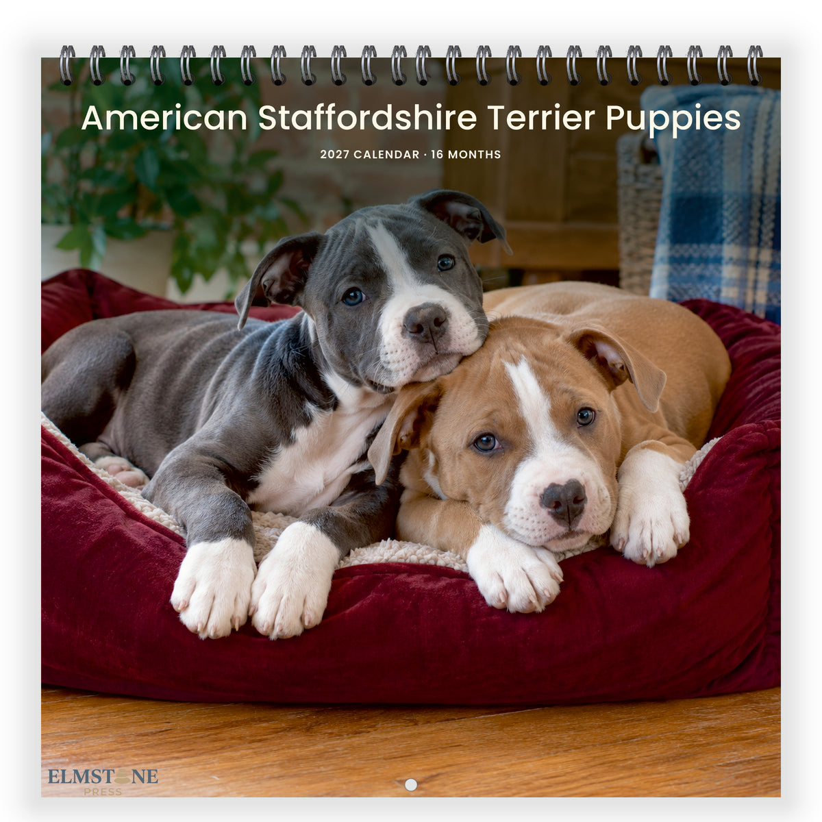2027 American Staffordshire Terrier Puppies Wire-O square wall calendar - front cover