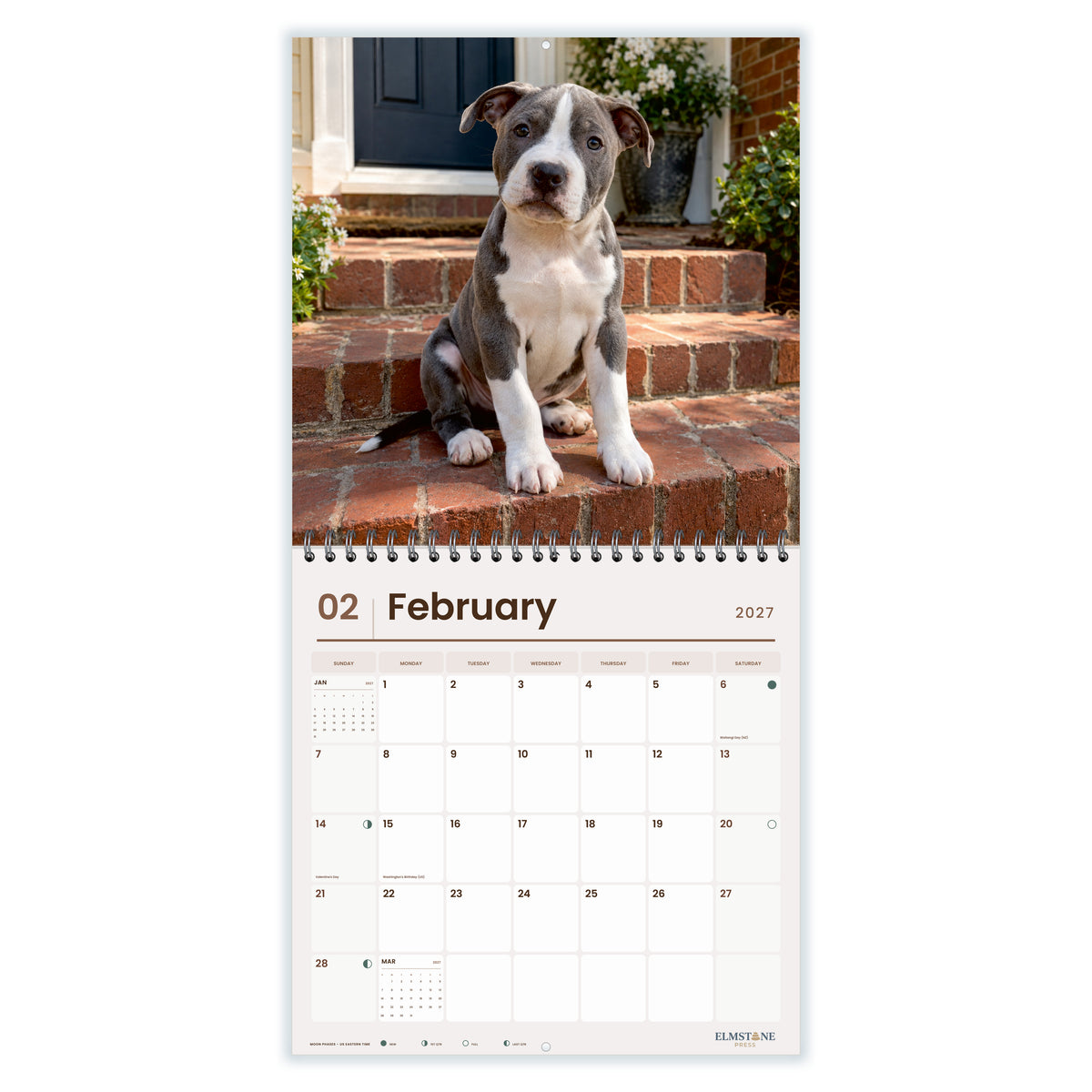 2027 American Staffordshire Terrier Puppies Wire-O square wall calendar - february open monthly spread on white