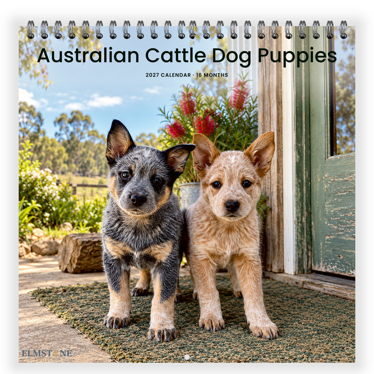 2027 Australian Cattle Dog Puppies Wire-O square wall calendar - front cover