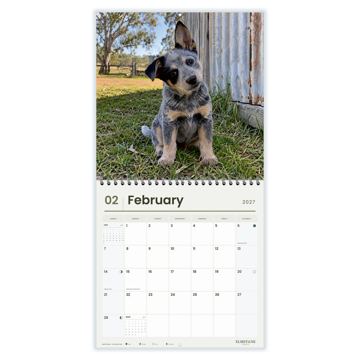 2027 Australian Cattle Dog Puppies Wire-O square wall calendar - february open monthly spread on white