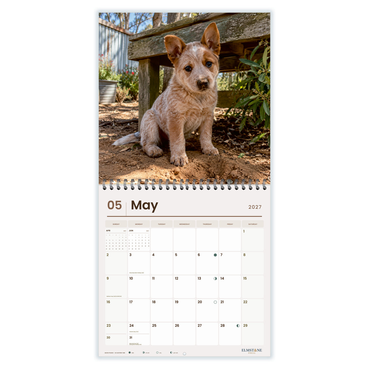 2027 Australian Cattle Dog Puppies Wire-O square wall calendar - may open monthly spread on white