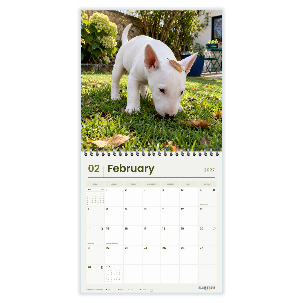 2027 Bull Terrier Puppies Wire-O square wall calendar - february open monthly spread on white