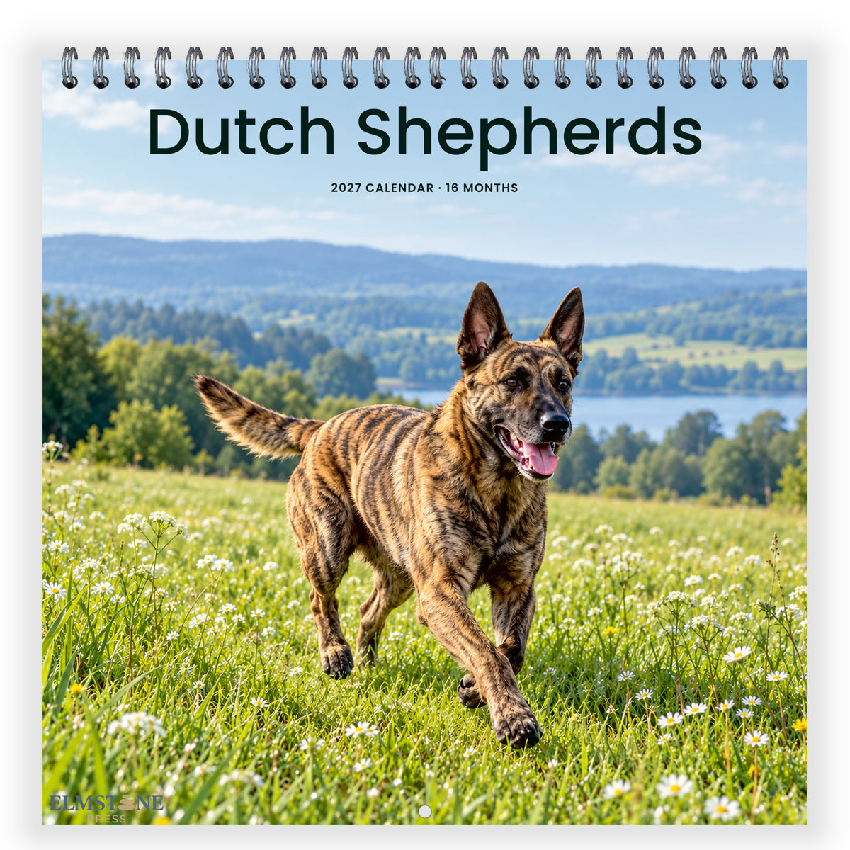 2027 Dutch Shepherds Wire-O square wall calendar - front cover