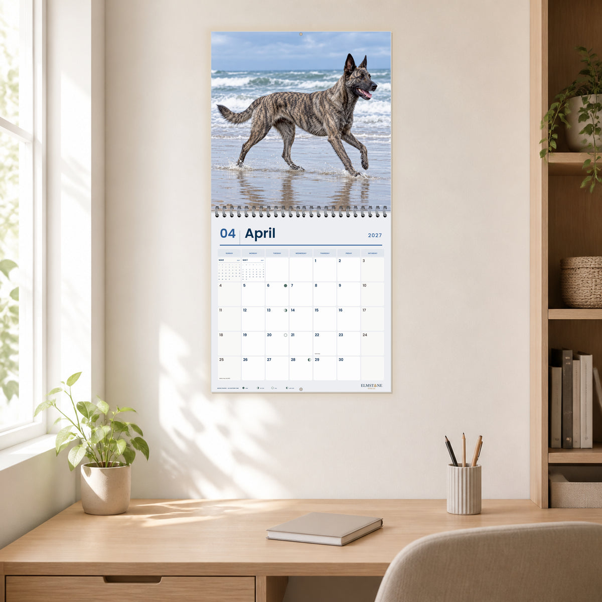 2027 Dutch Shepherds Wire-O square wall calendar - open calendar displayed in a home office april