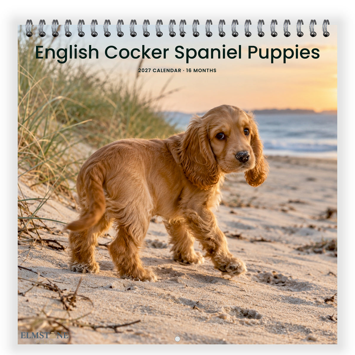 2027 English Cocker Spaniel Puppies Wire-O square wall calendar - front cover