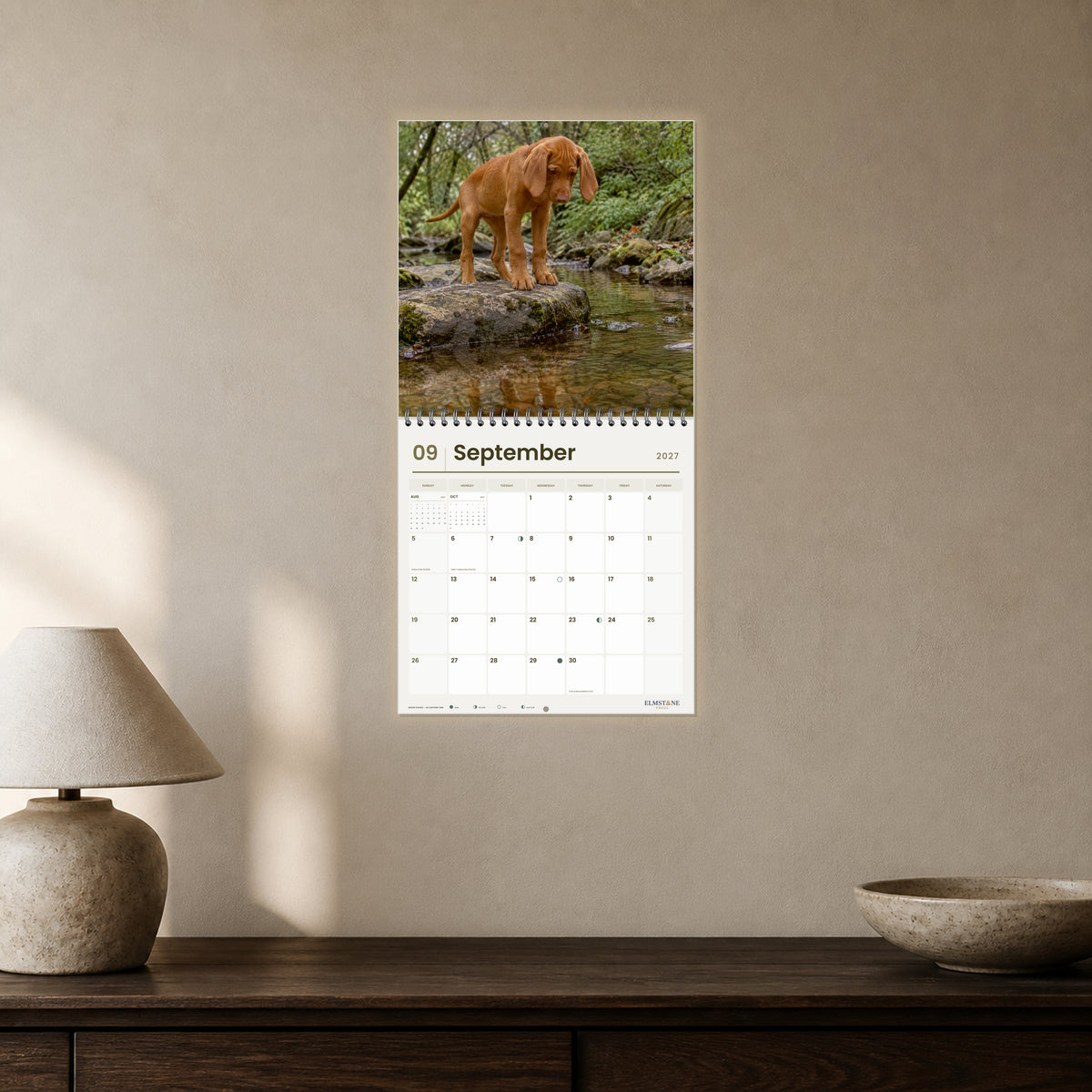 2027 Hungarian Vizsla Puppies Wire-O square wall calendar - open calendar displayed in a mushroom console september