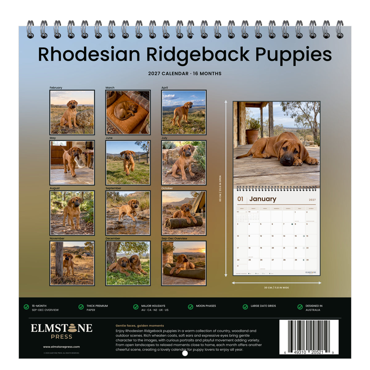 2027 Rhodesian Ridgeback Puppies Wire-O square wall calendar - back cover