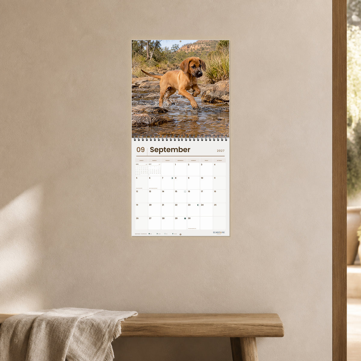 2027 Rhodesian Ridgeback Puppies Wire-O square wall calendar - open calendar displayed in a clay hallway september
