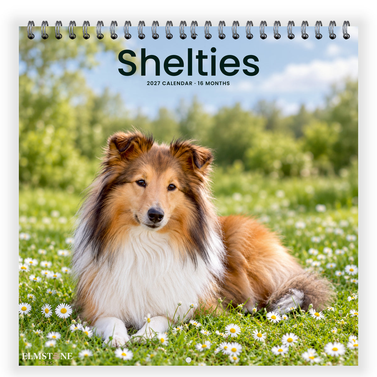2027 Shelties Wire-O square wall calendar - front cover