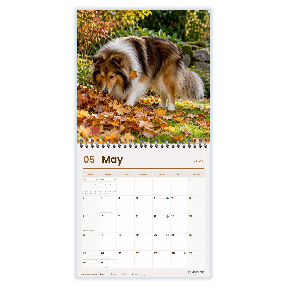 2027 Shelties Wire-O square wall calendar - may open monthly spread on white
