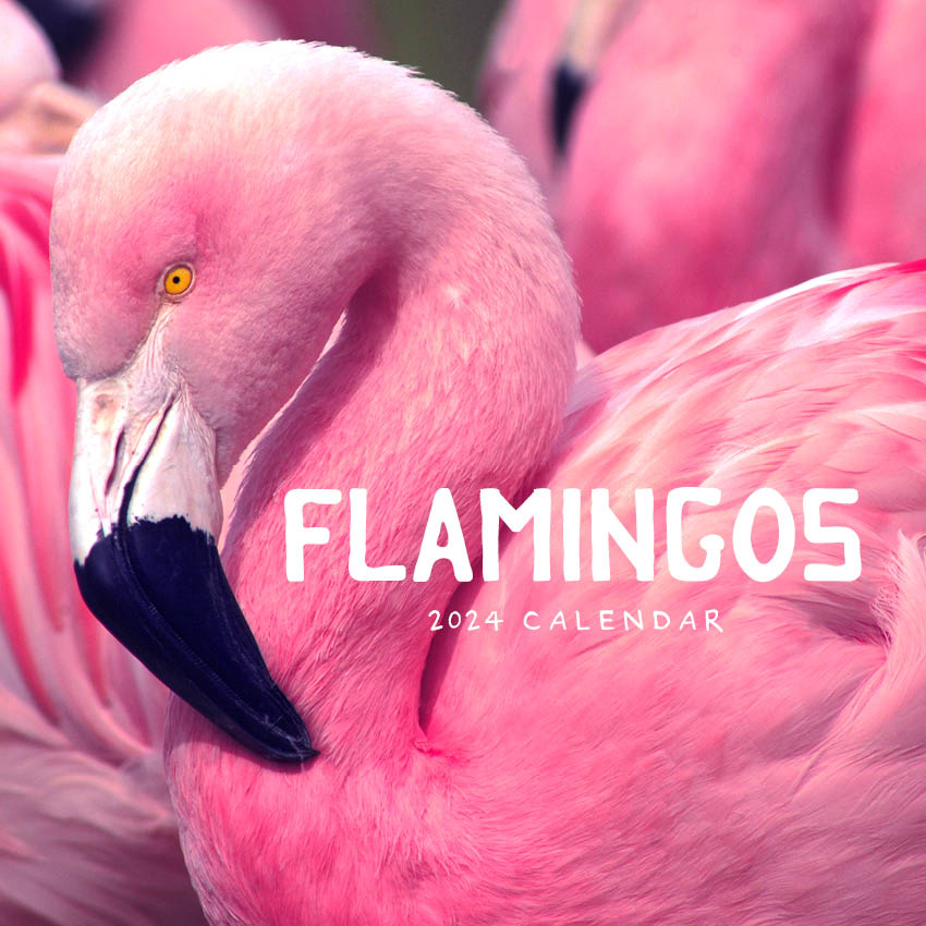 2024 Flamingos Square Wall Calendar