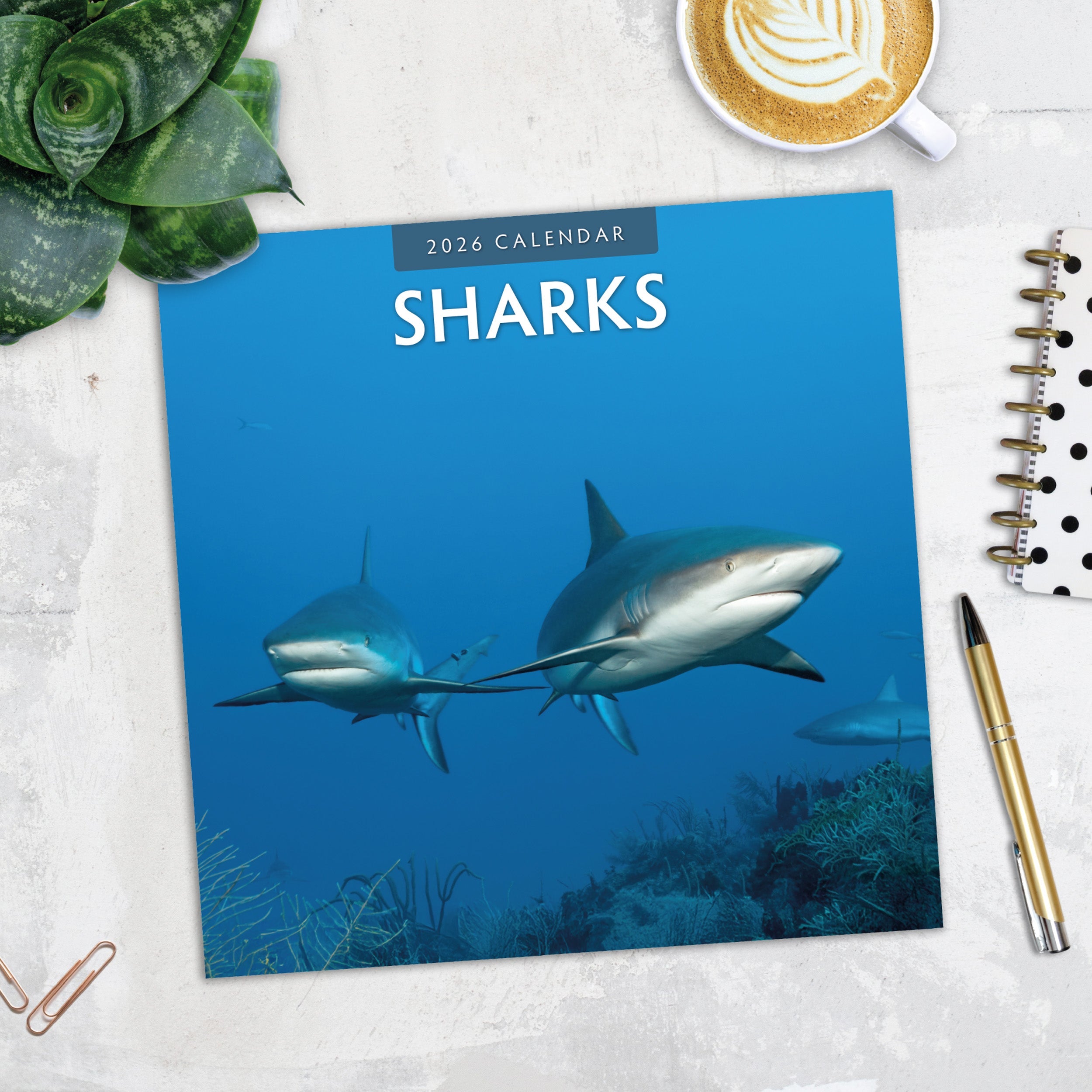 2026 Sharks - Square Wall Calendar