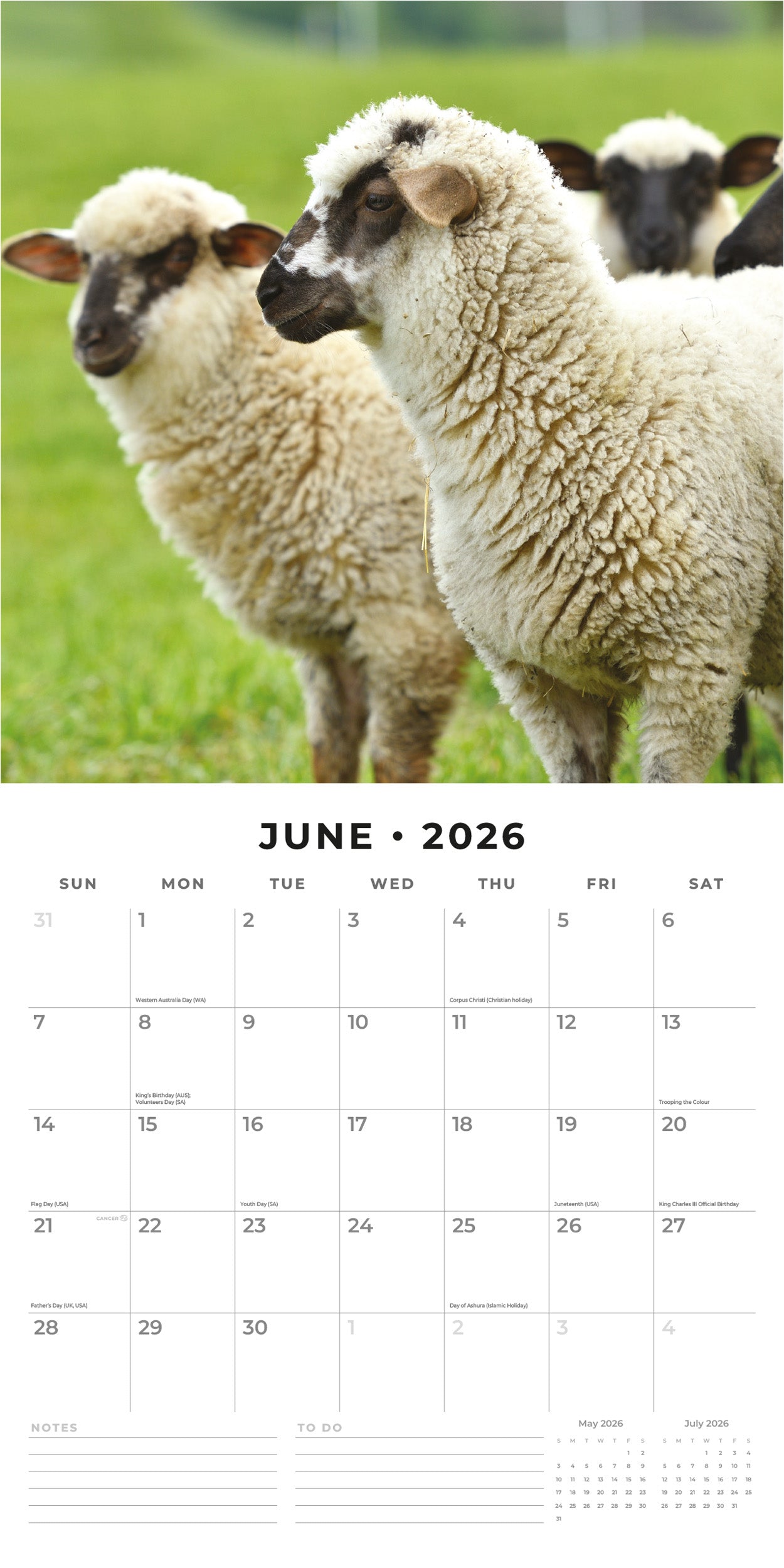 2026 Sheep - Square Wall Calendar