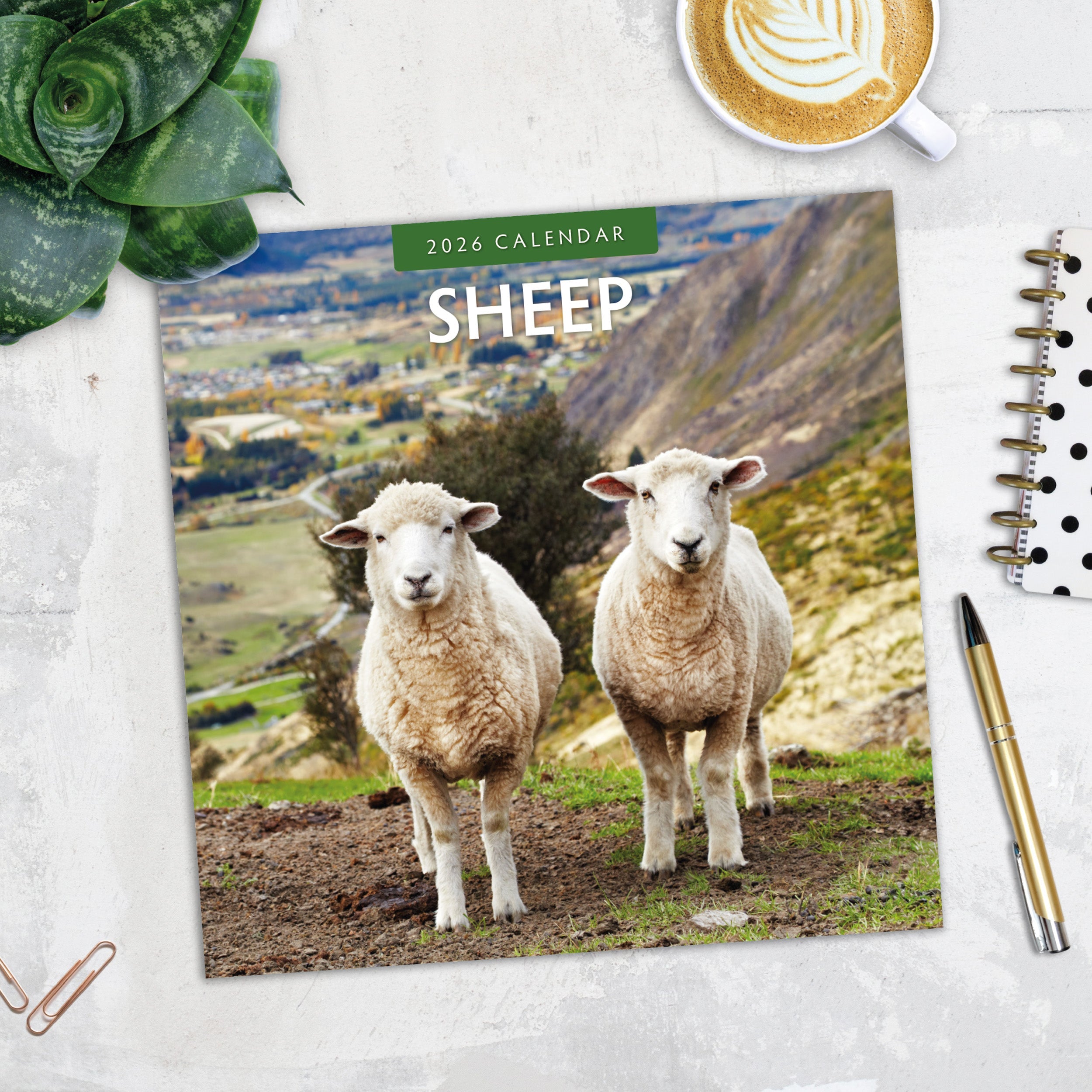 2026 Sheep - Square Wall Calendar