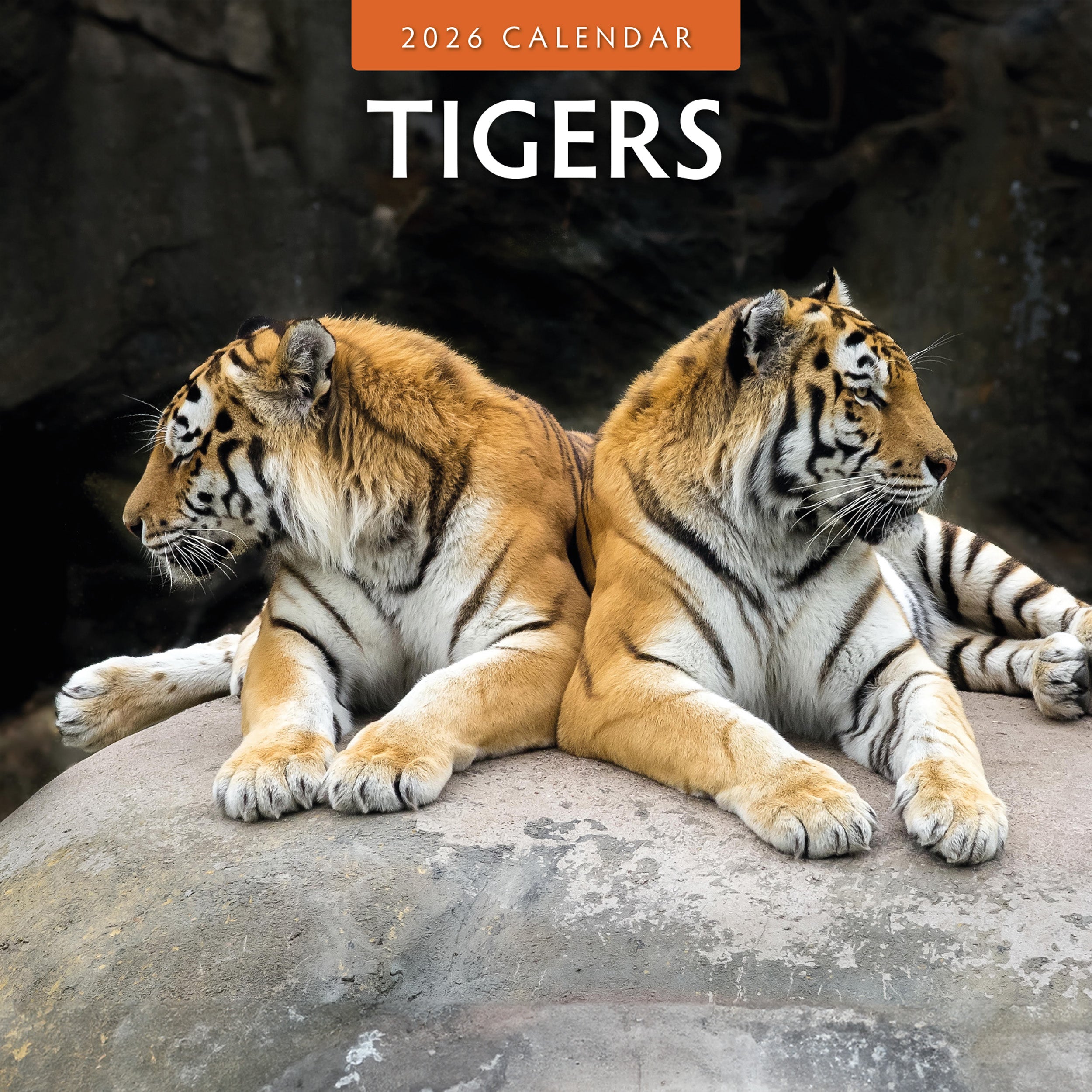2026 Tigers - Square Wall Calendar