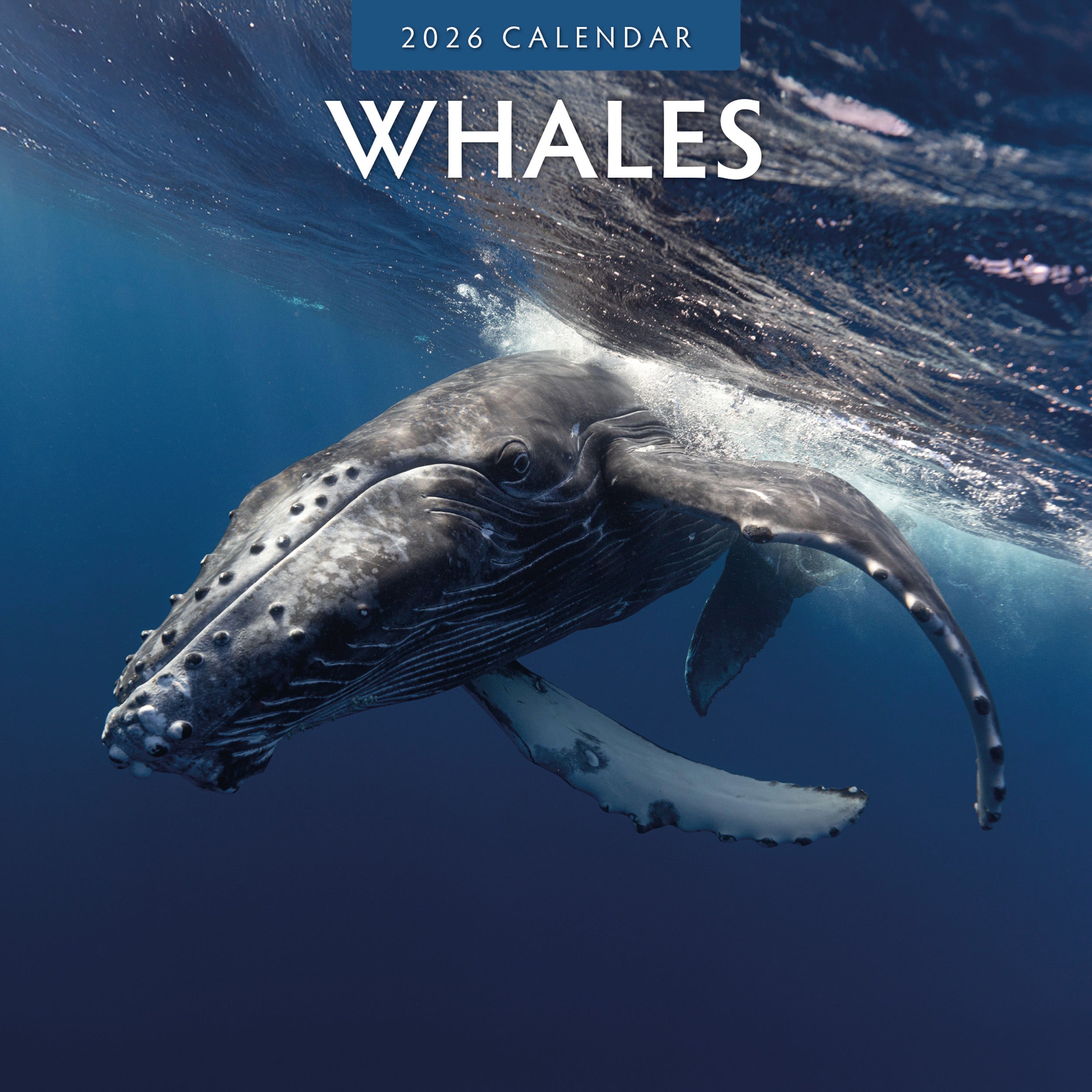 2026 Whales - Square Wall Calendar