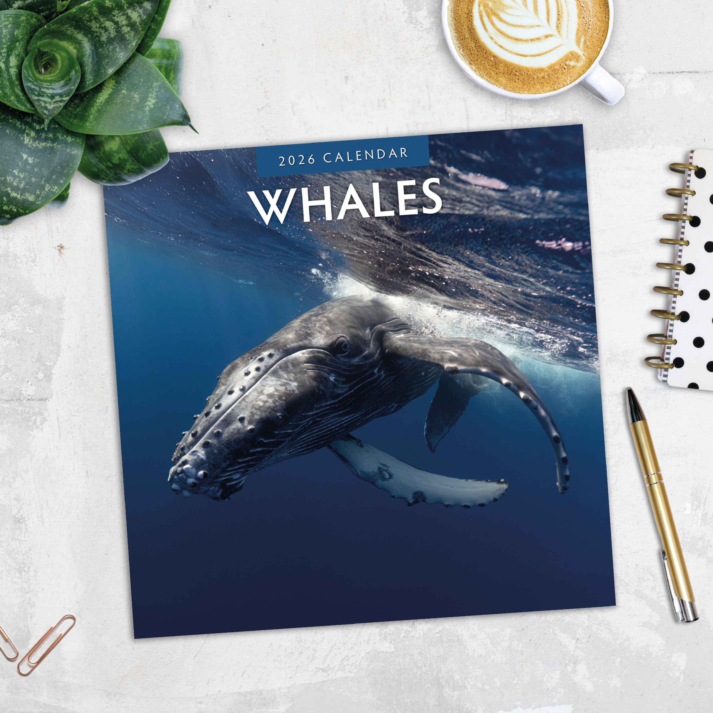 2026 Whales - Square Wall Calendar