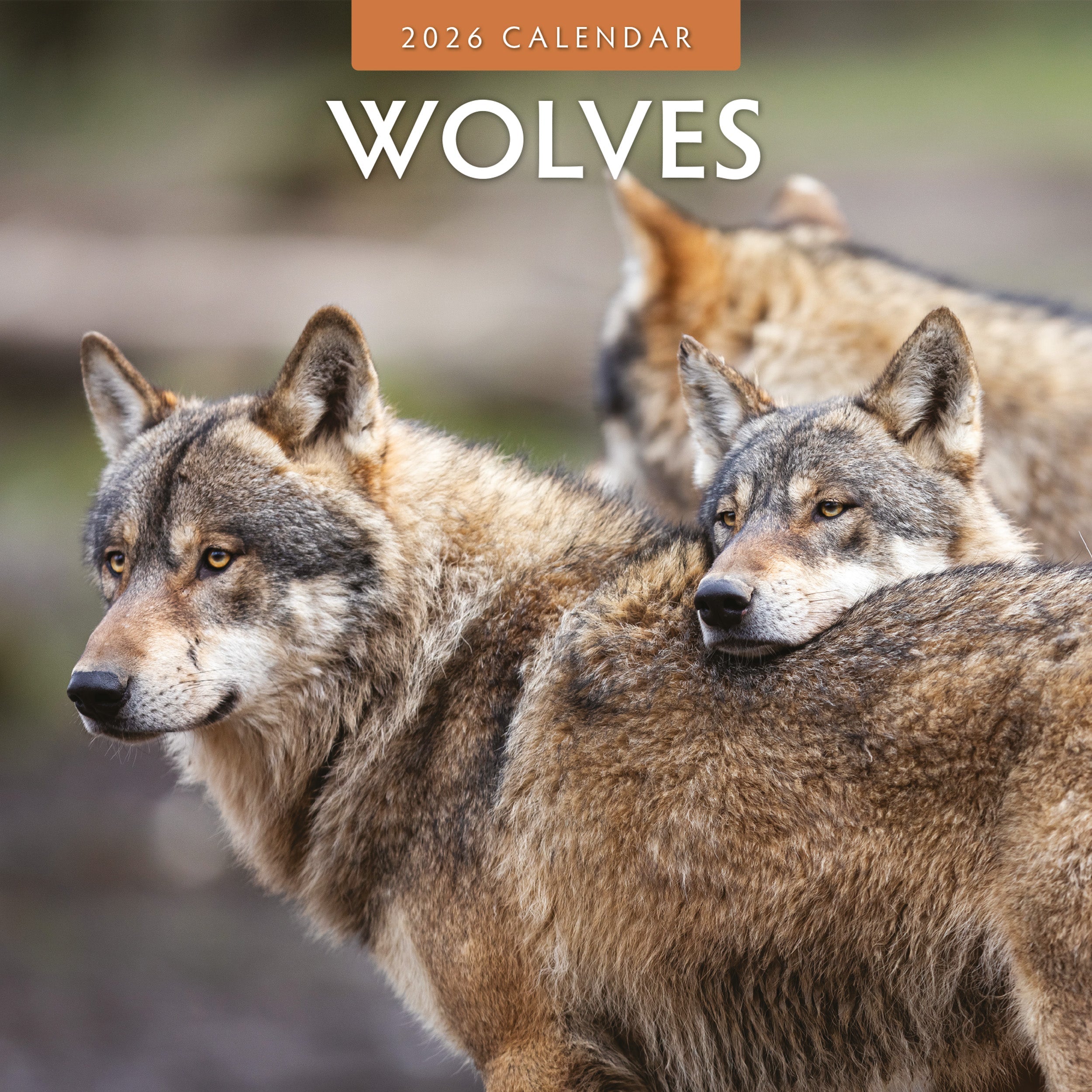 2026 Wolves - Square Wall Calendar