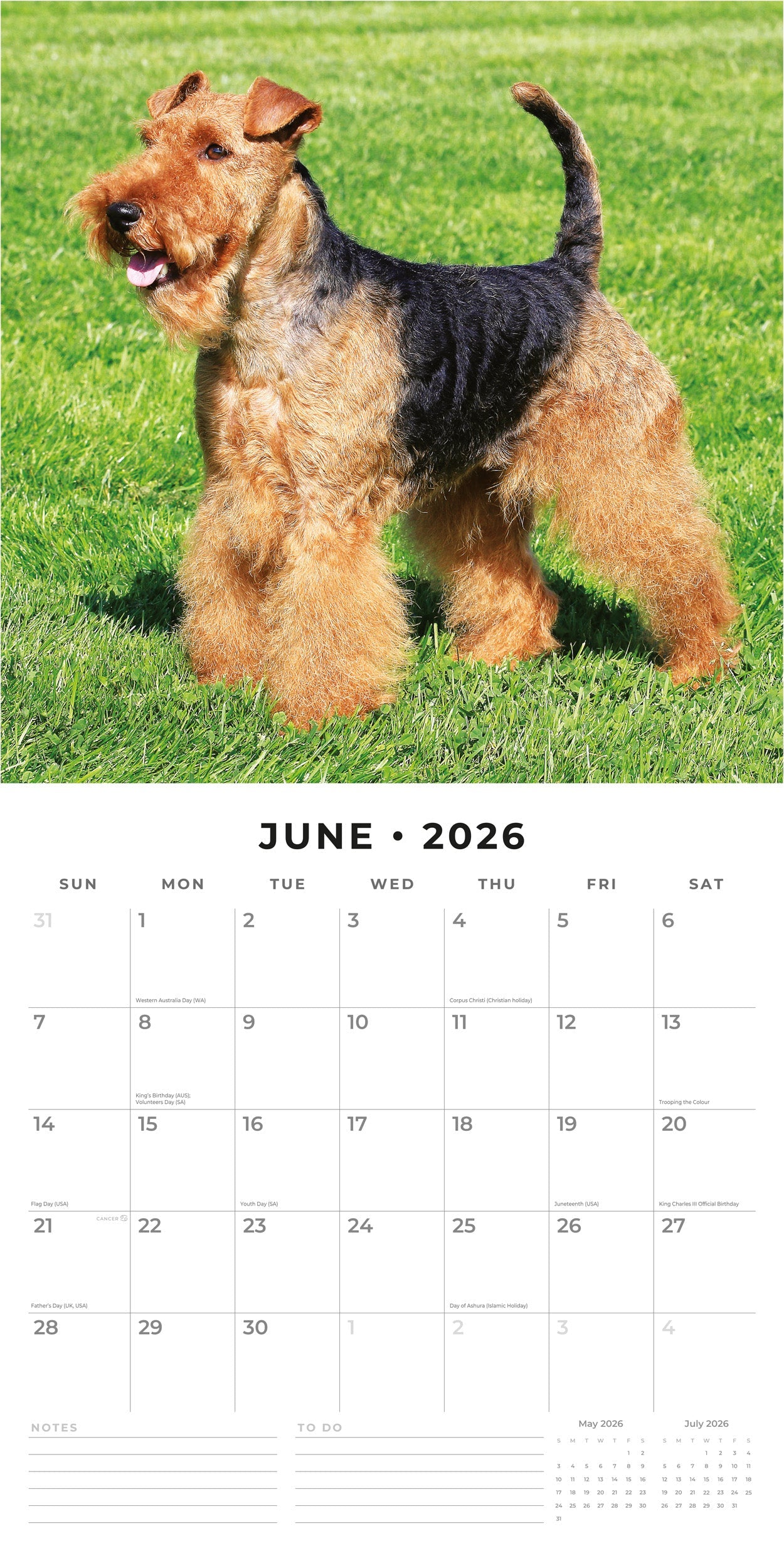 2026 Airedale Terriers - Square Wall Calendar