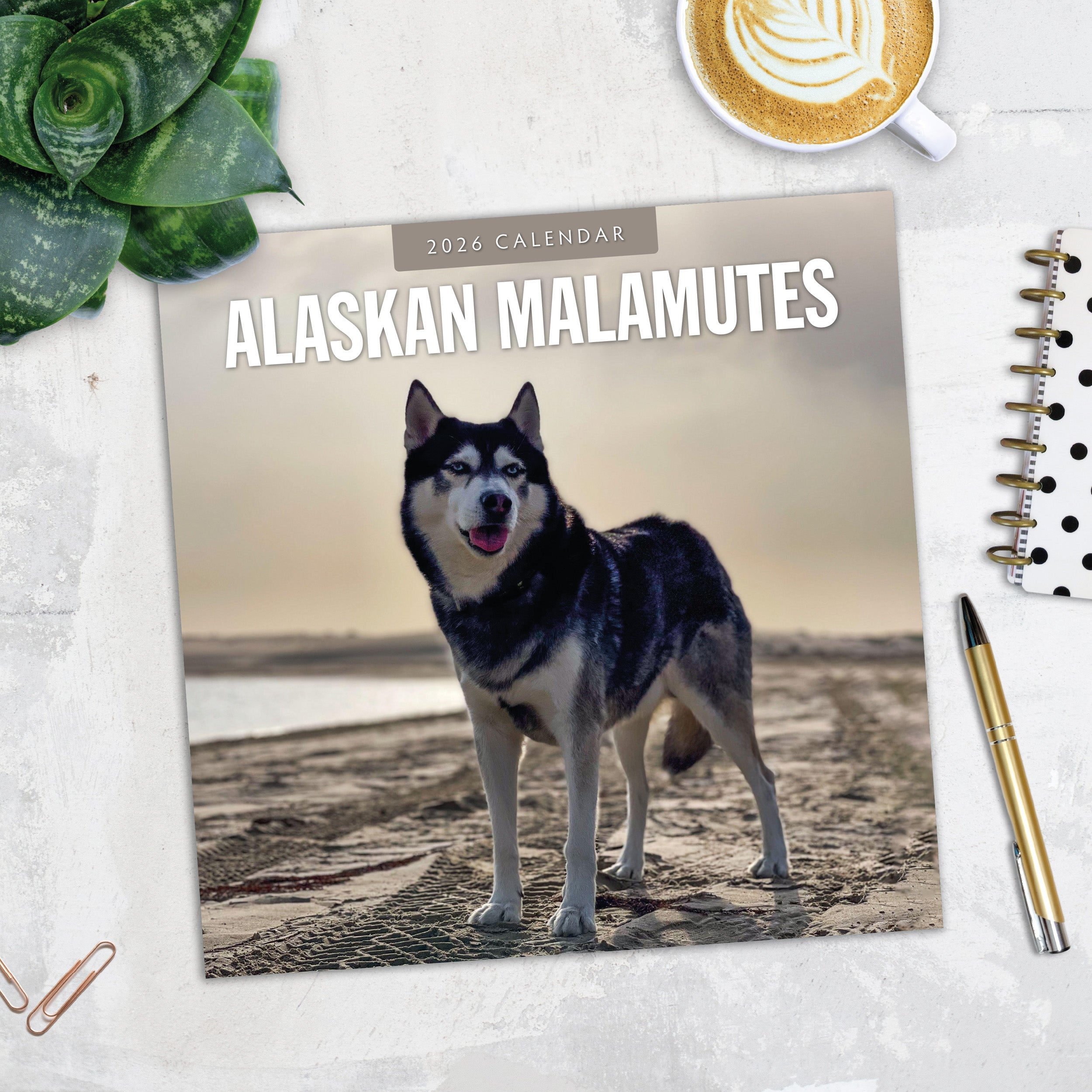 2026 Alaskan Malamutes - Square Wall Calendar