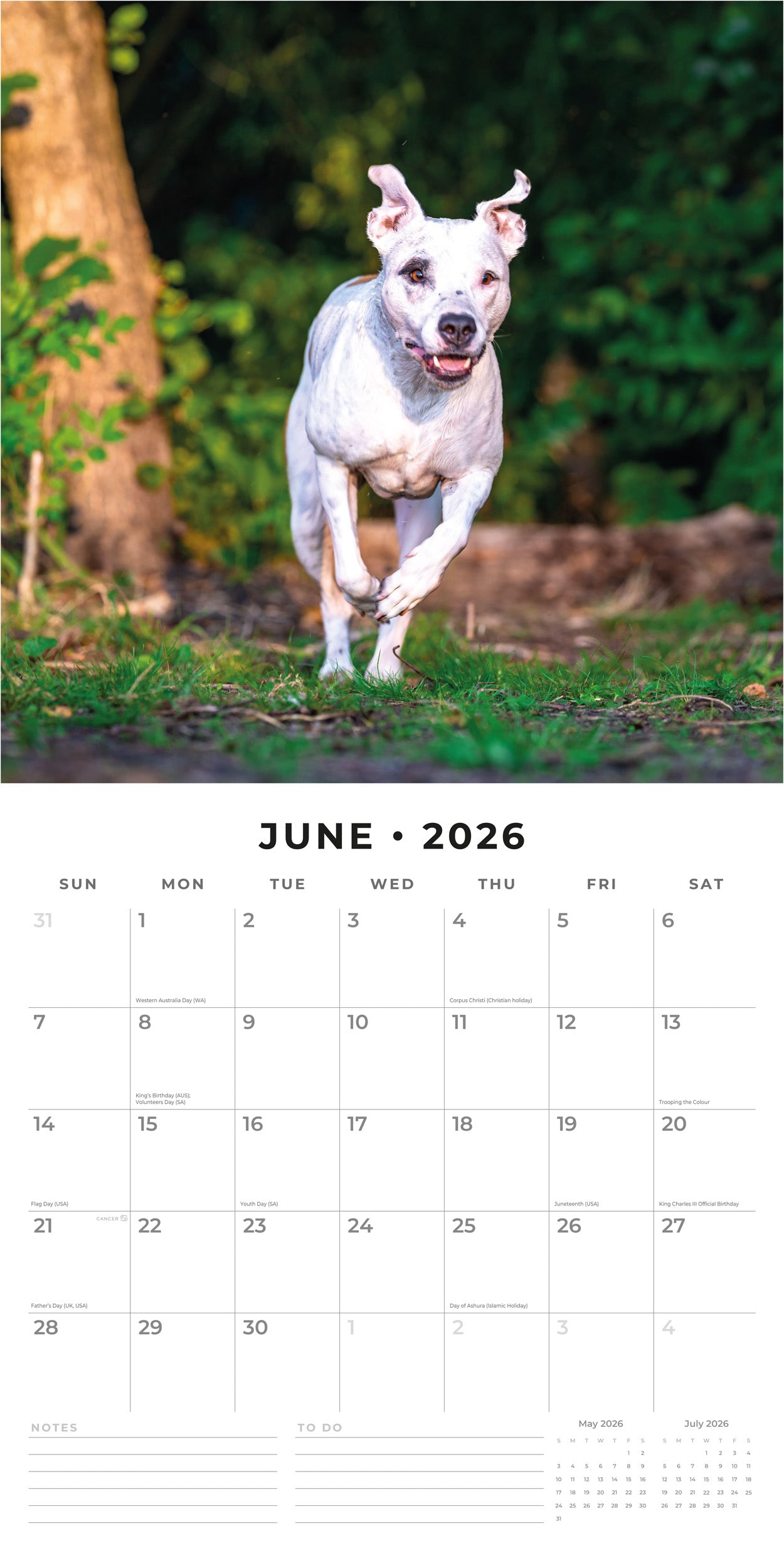 2026 American Pit Bull Terriers - Square Wall Calendar