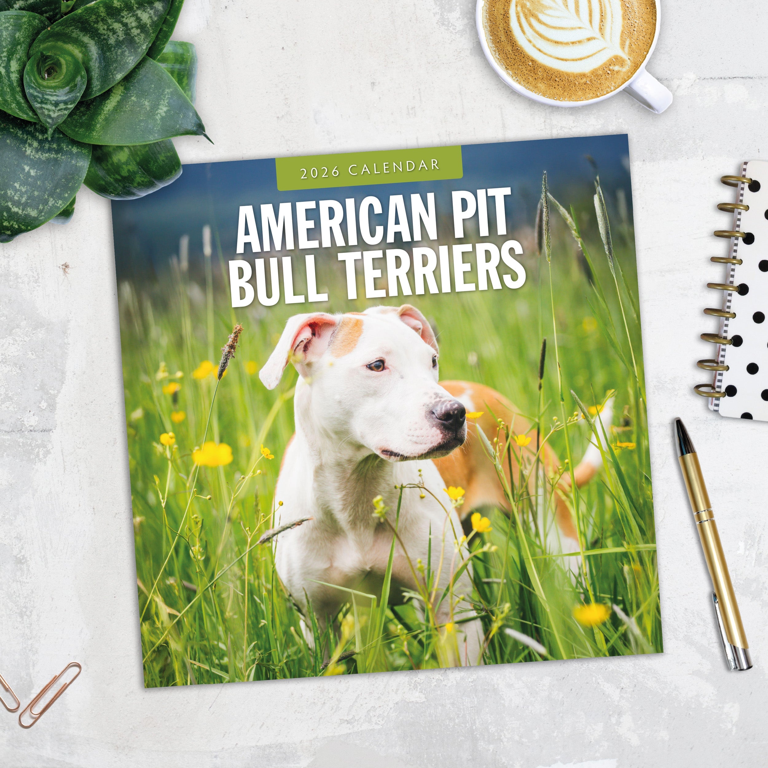2026 American Pit Bull Terriers - Square Wall Calendar