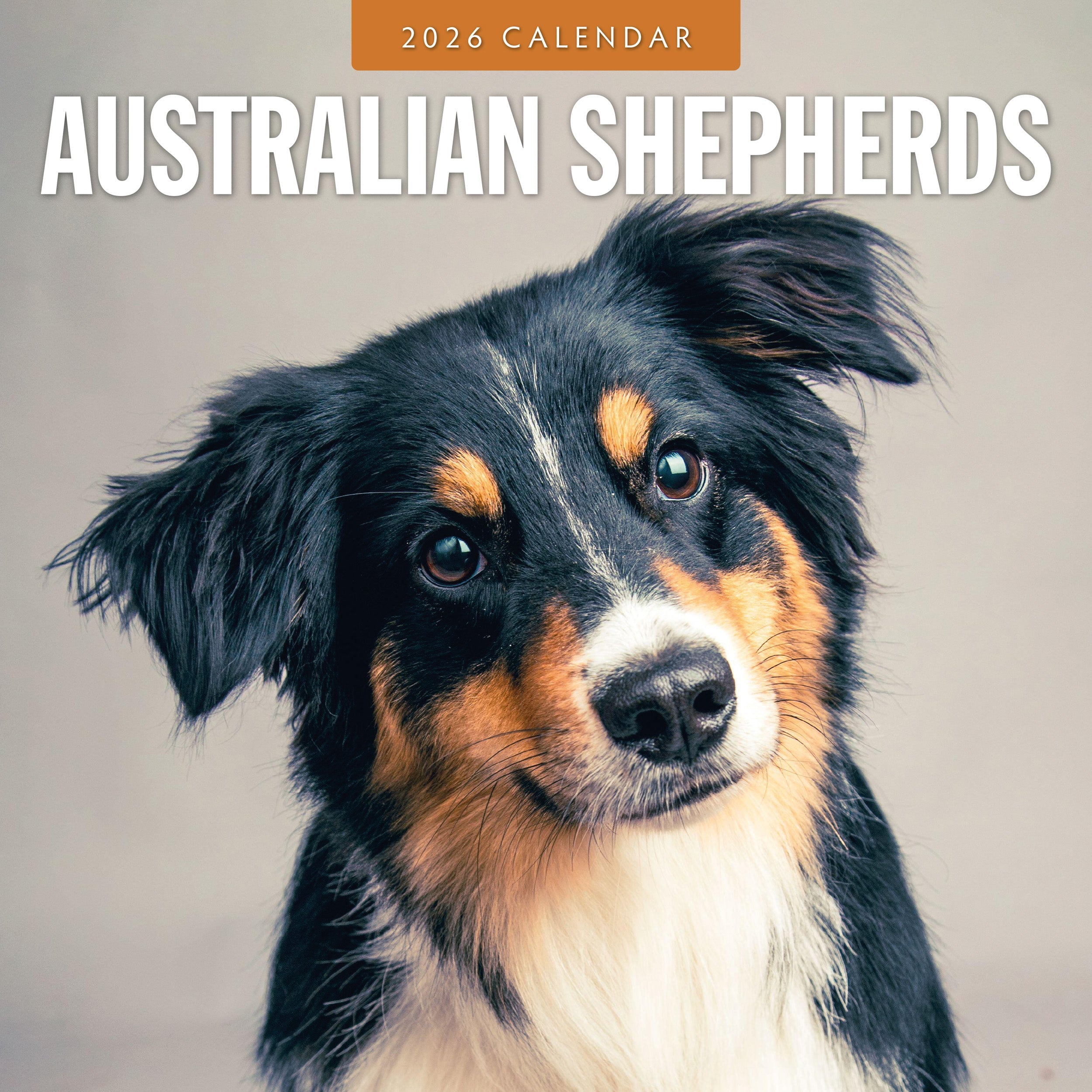 2026 Australian Shepherds - Square Wall Calendar