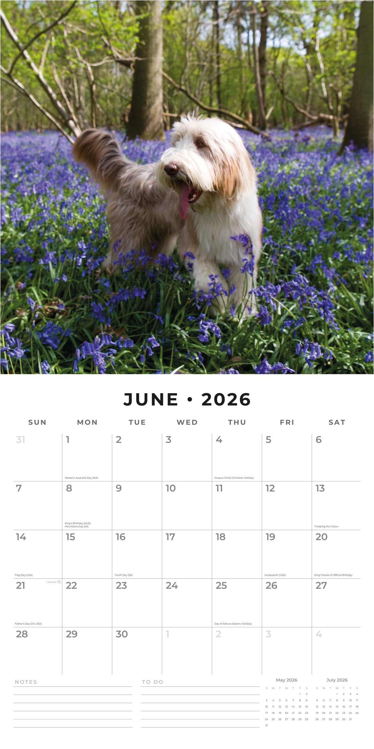 2026 Bearded Collies - Square Wall Calendar