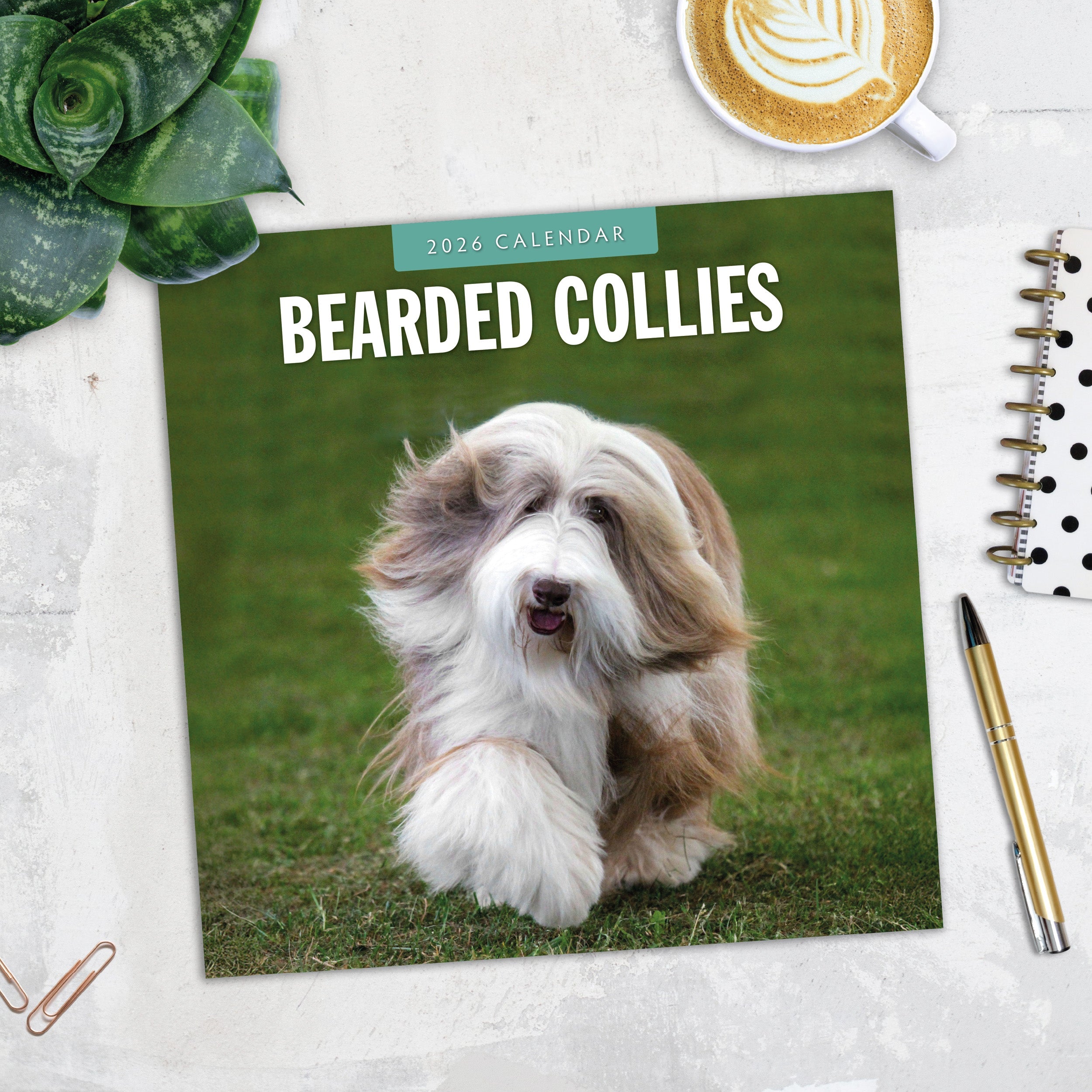 2026 Bearded Collies - Square Wall Calendar