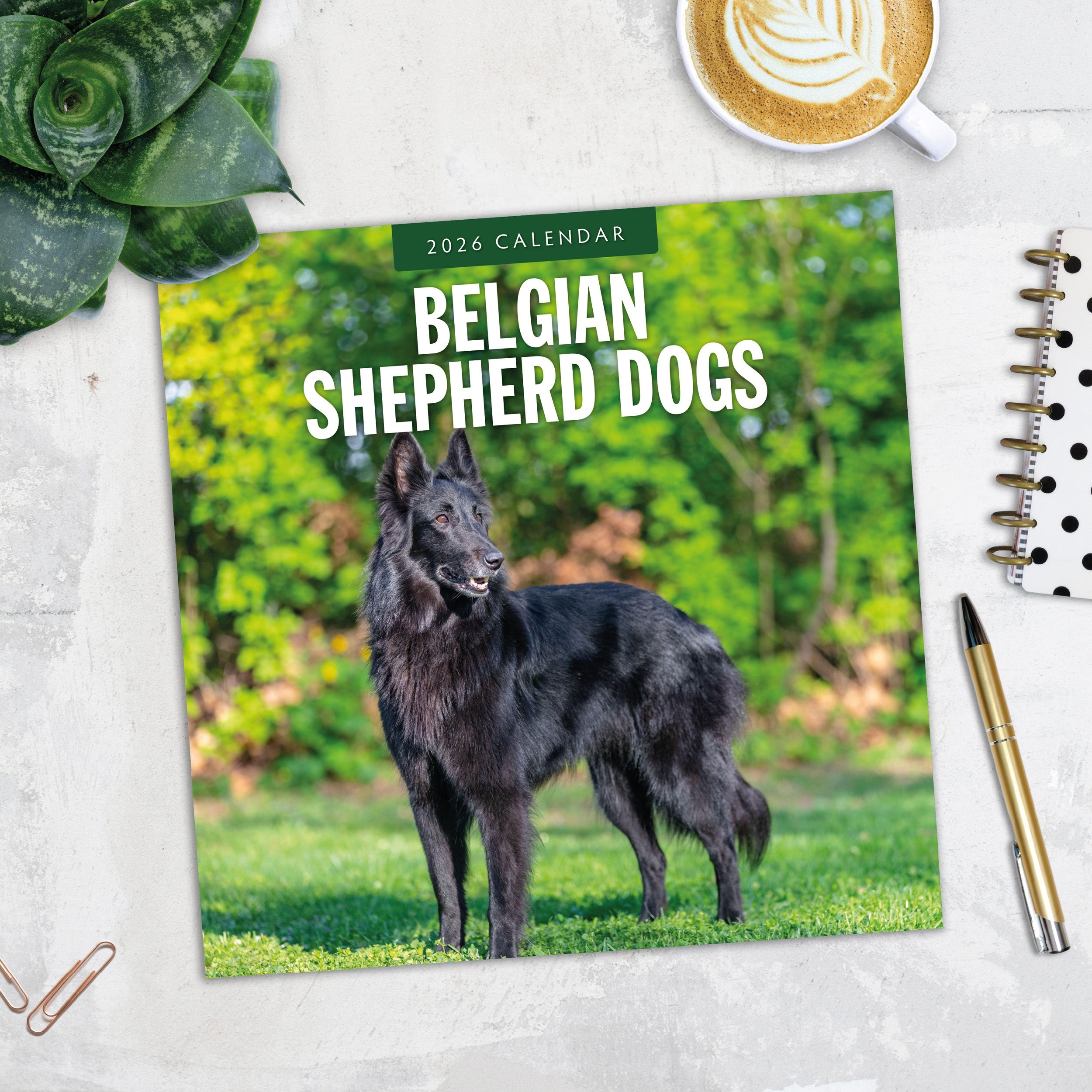 2026 Belgian Shepherd Dogs - Square Wall Calendar