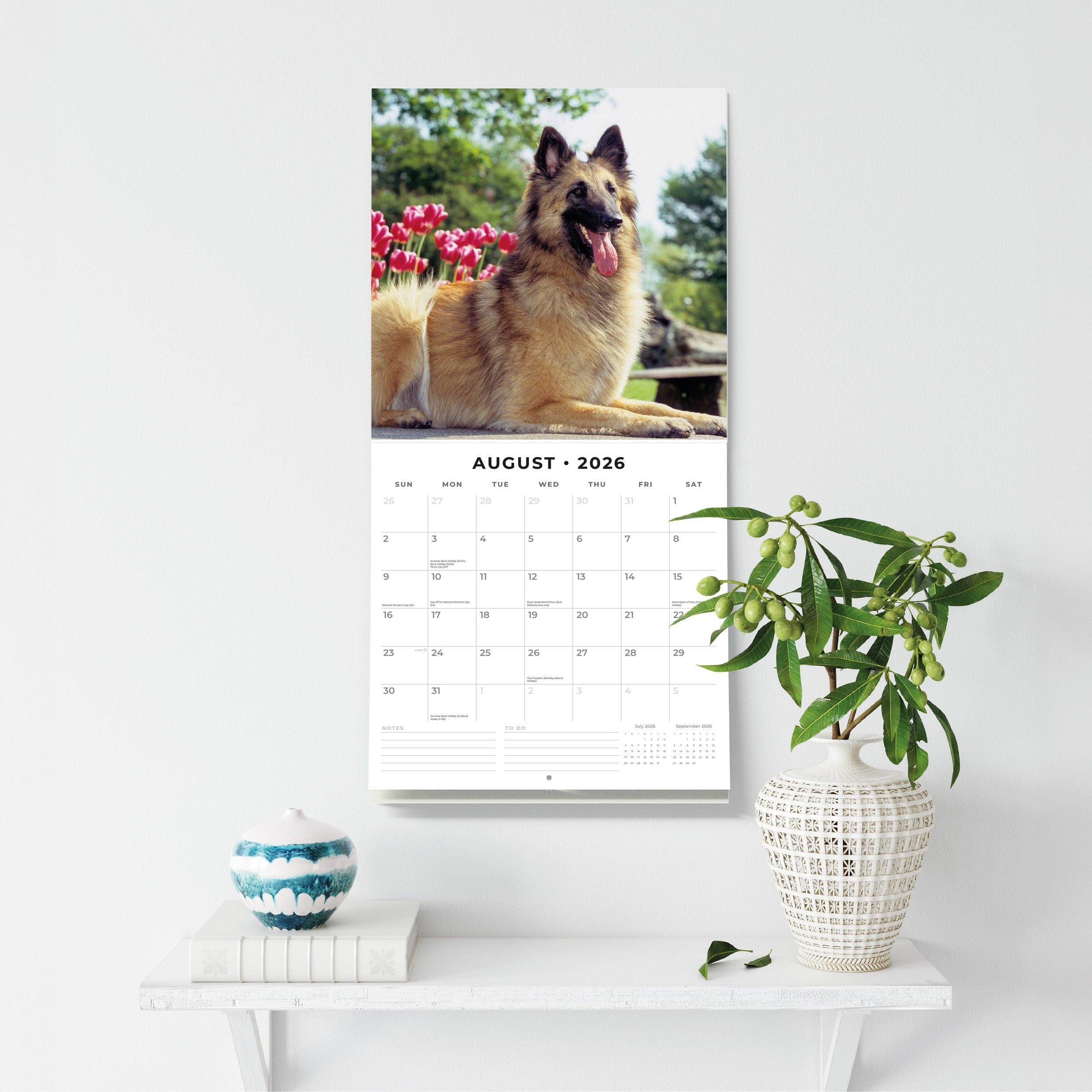 2026 Belgian Shepherd Dogs - Square Wall Calendar