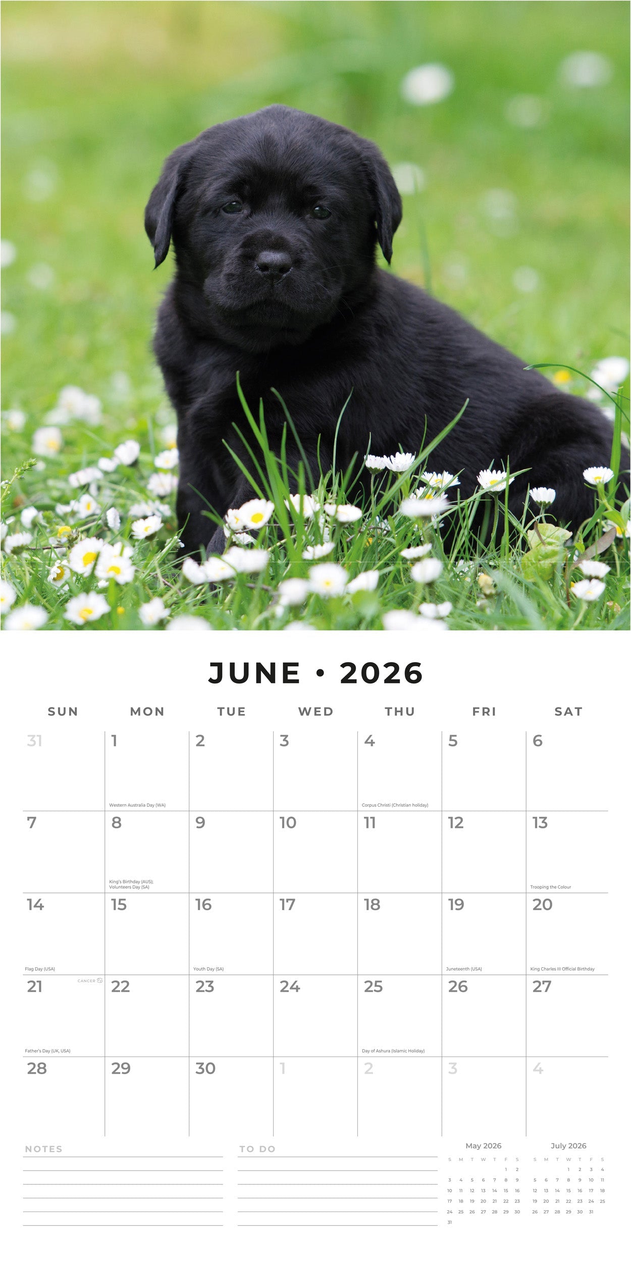 2026 Black Labrador Retriever Puppies - Square Wall Calendar