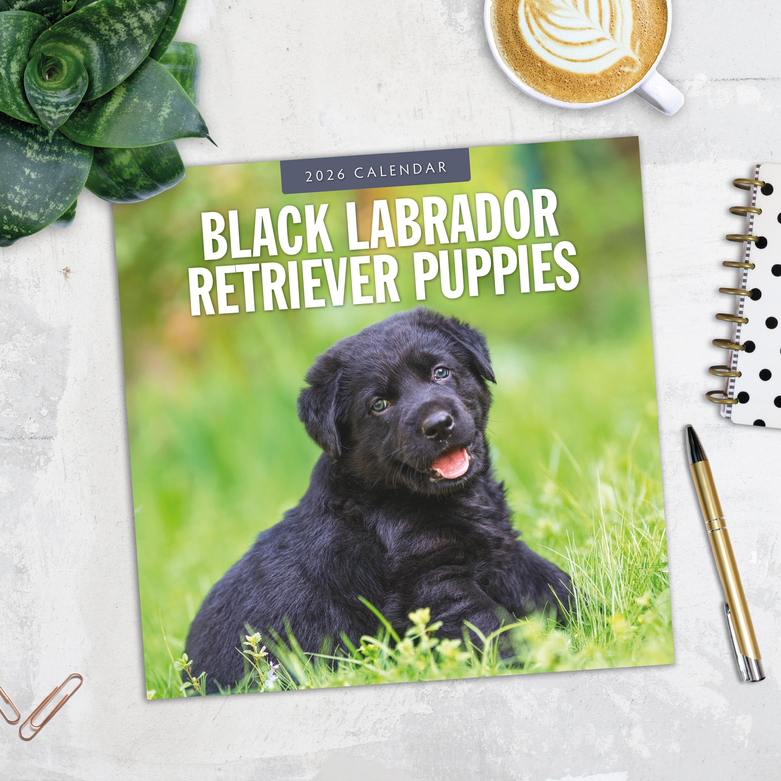 2026 Black Labrador Retriever Puppies - Square Wall Calendar
