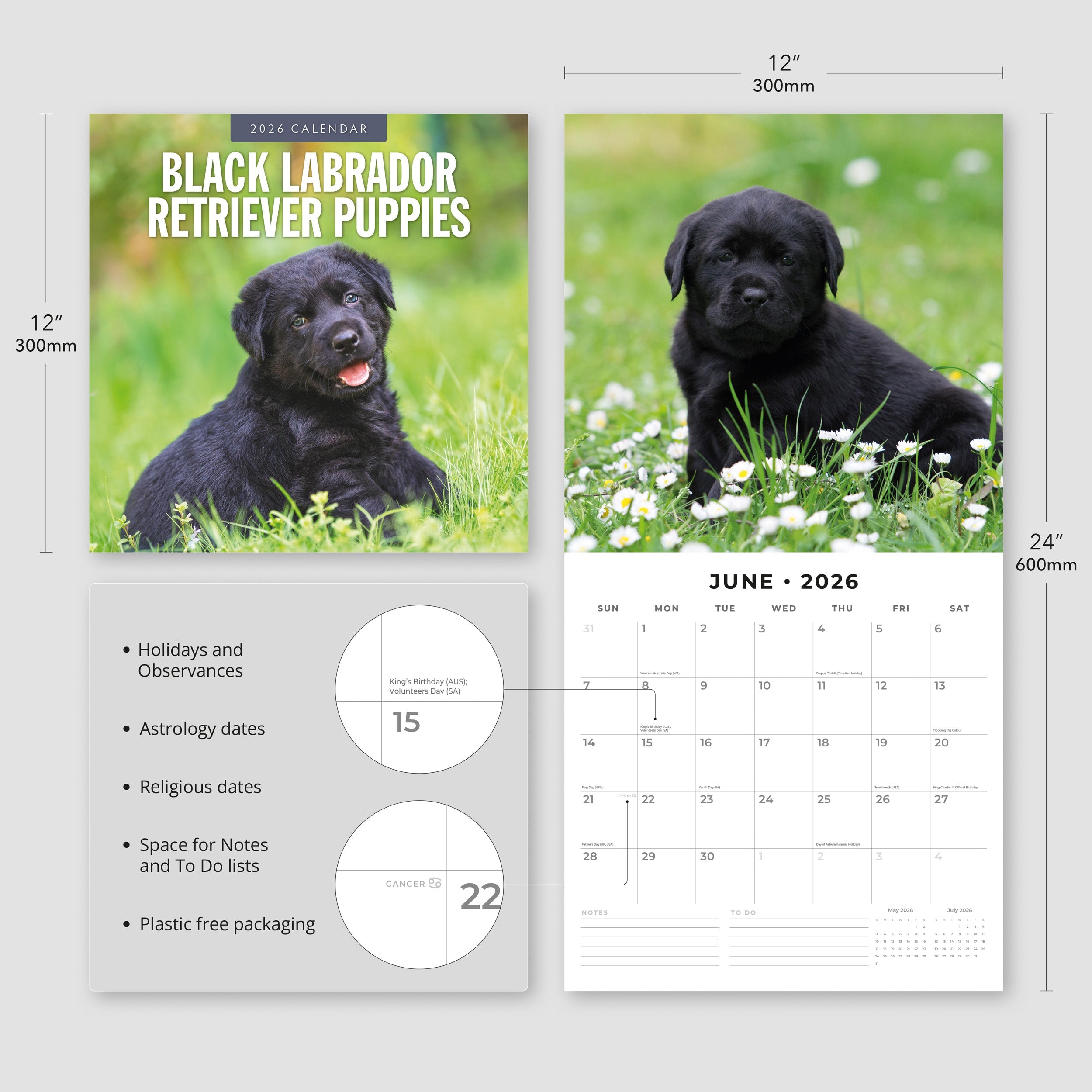 2026 Black Labrador Retriever Puppies - Square Wall Calendar