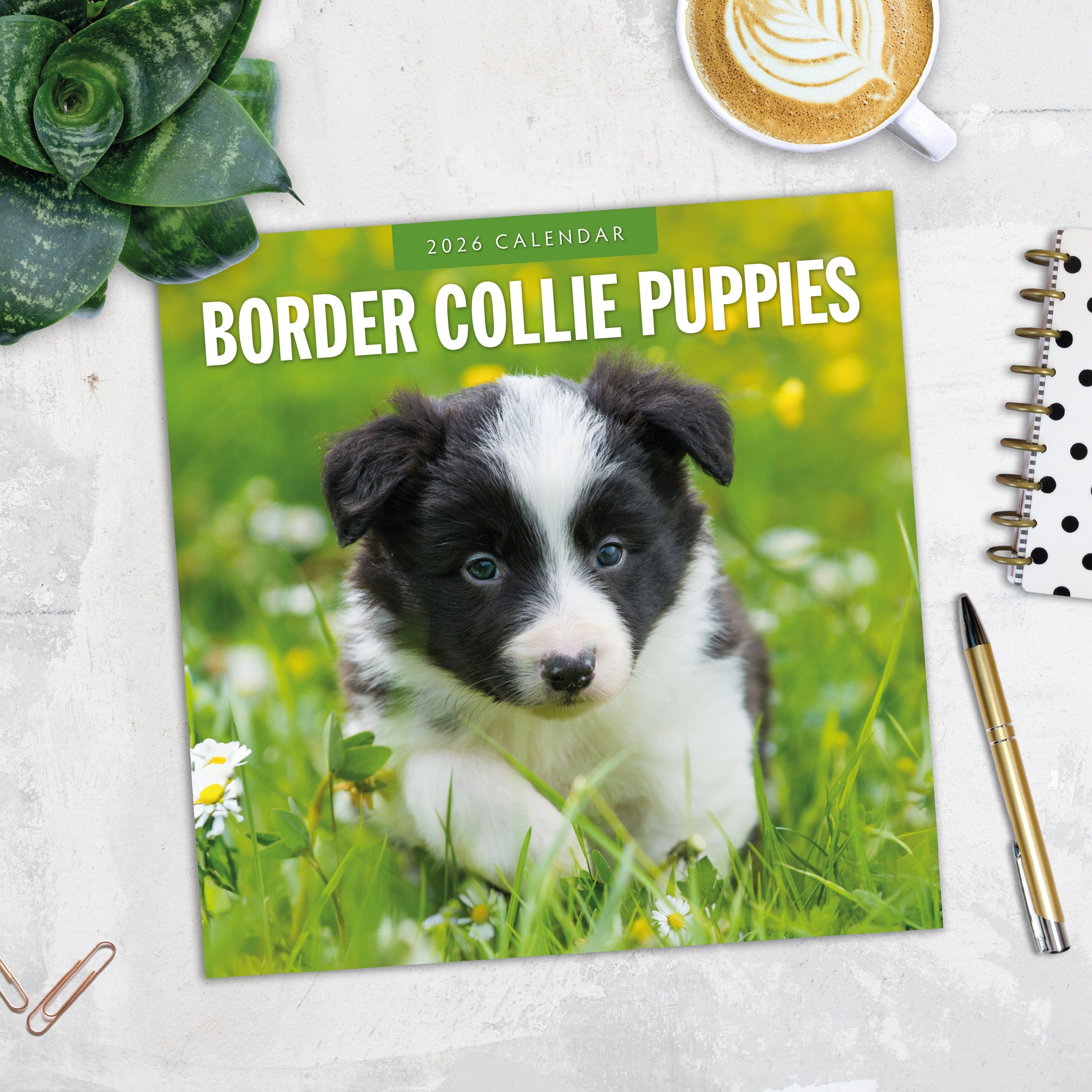2026 Border Collie Puppies - Square Wall Calendar