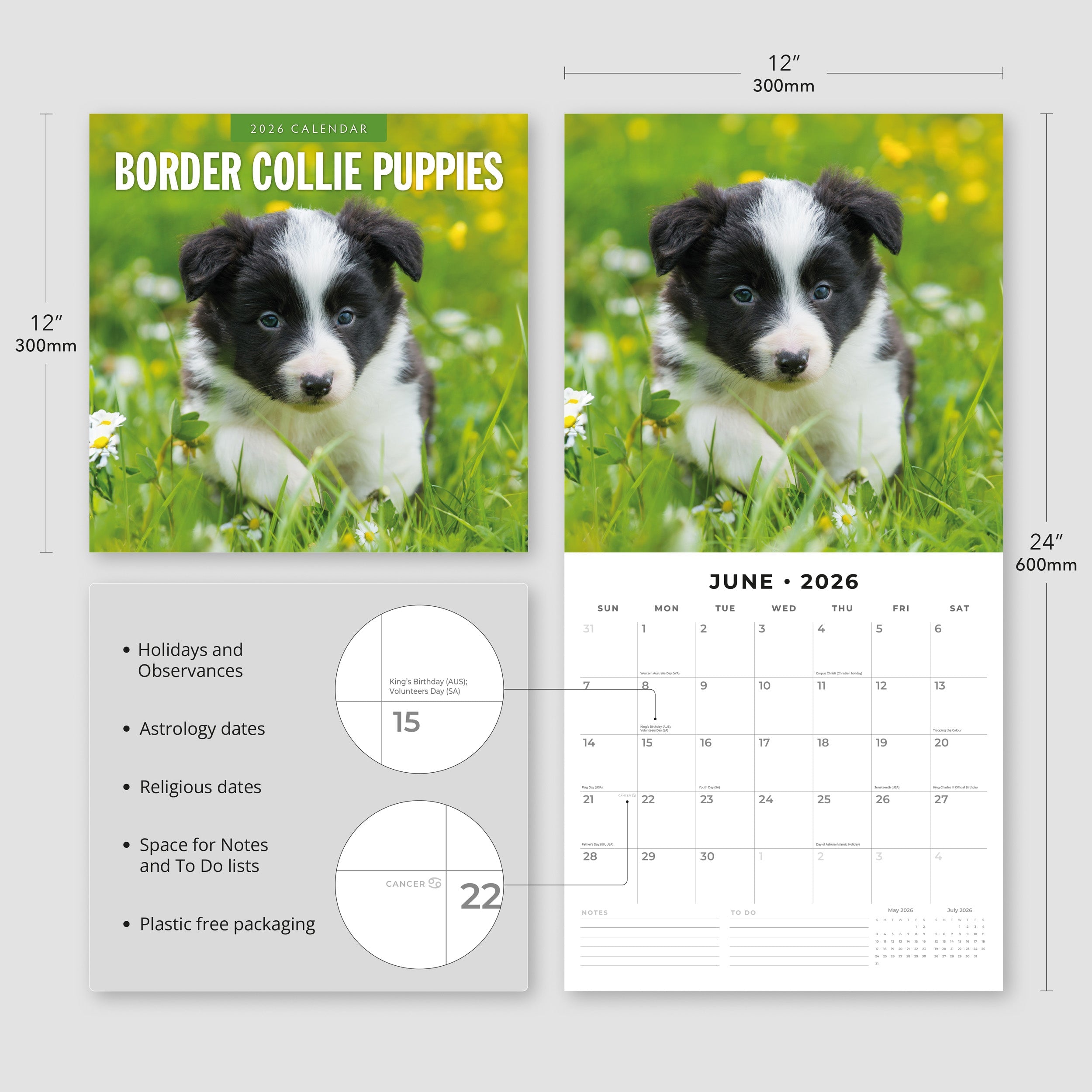 2026 Border Collie Puppies - Square Wall Calendar