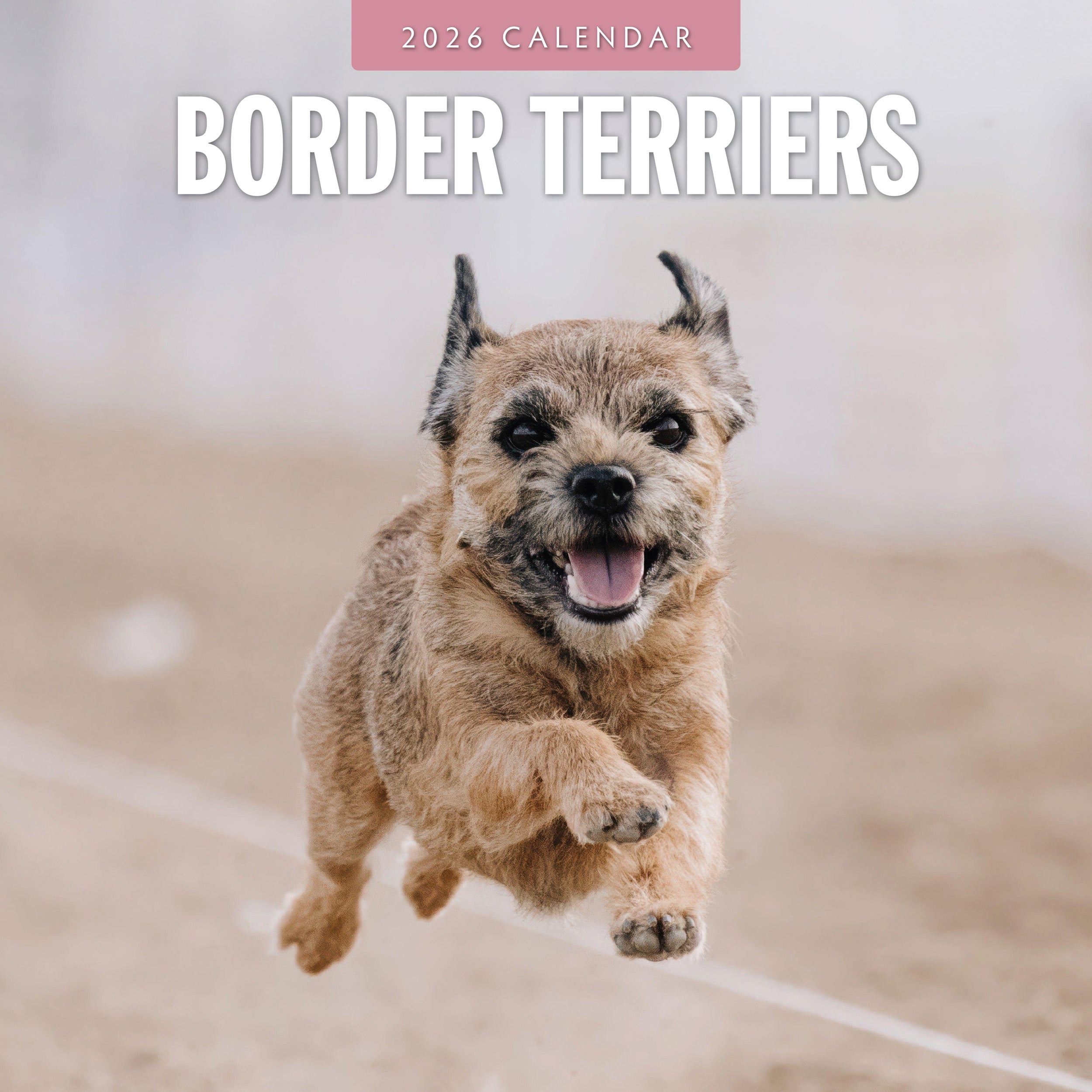 2026 Border Terriers - Square Wall Calendar