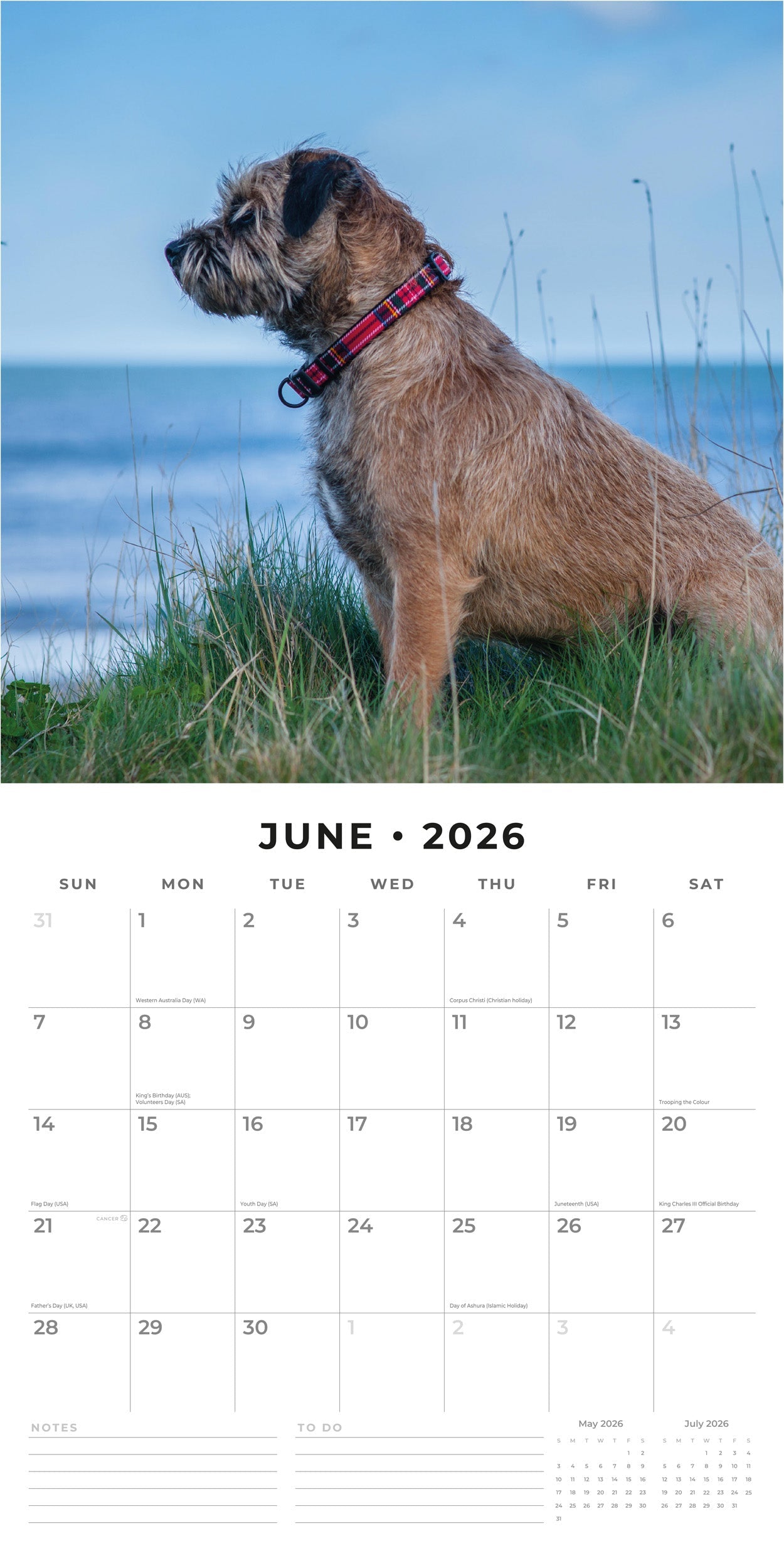 2026 Border Terriers - Square Wall Calendar