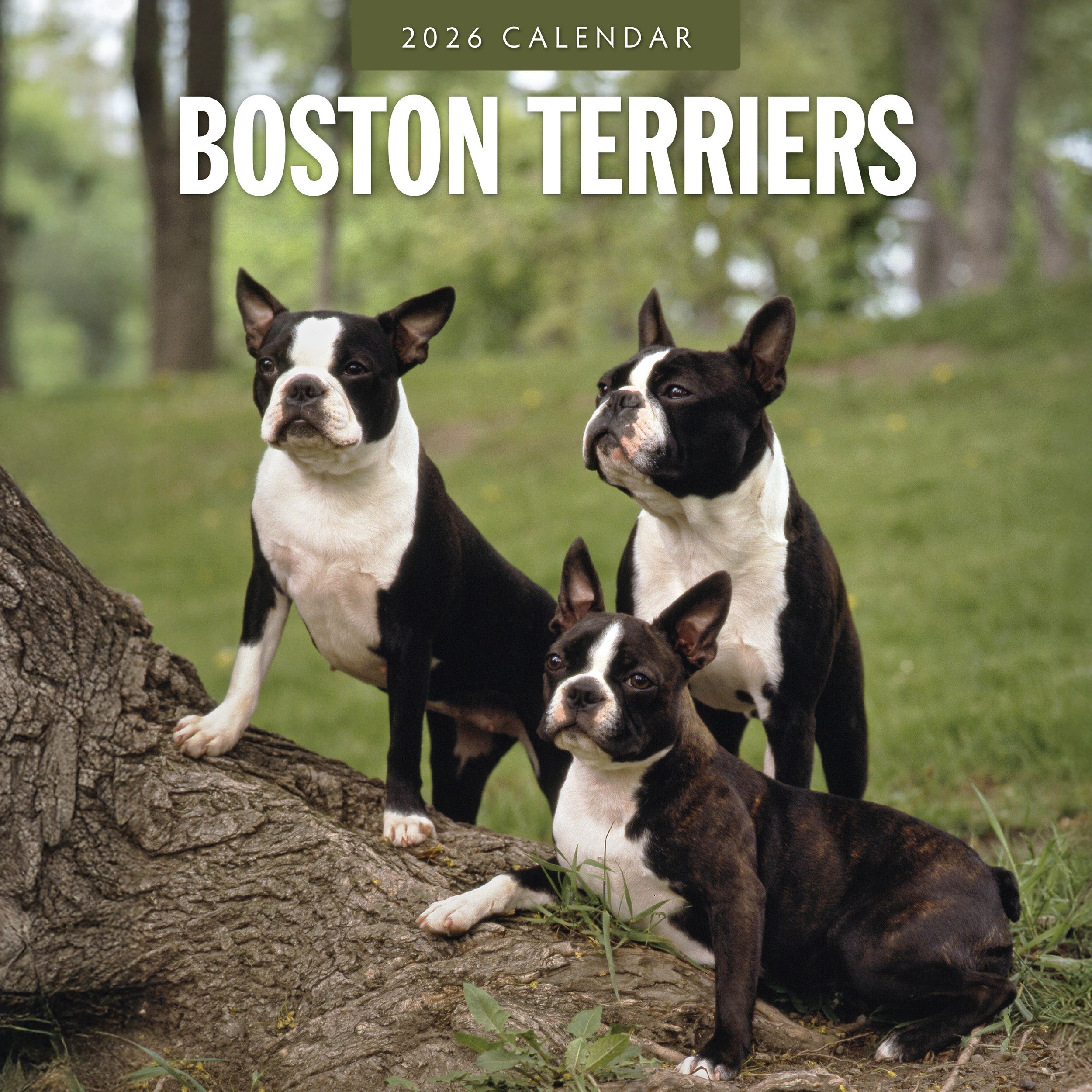 2026 Boston Terriers - Square Wall Calendar