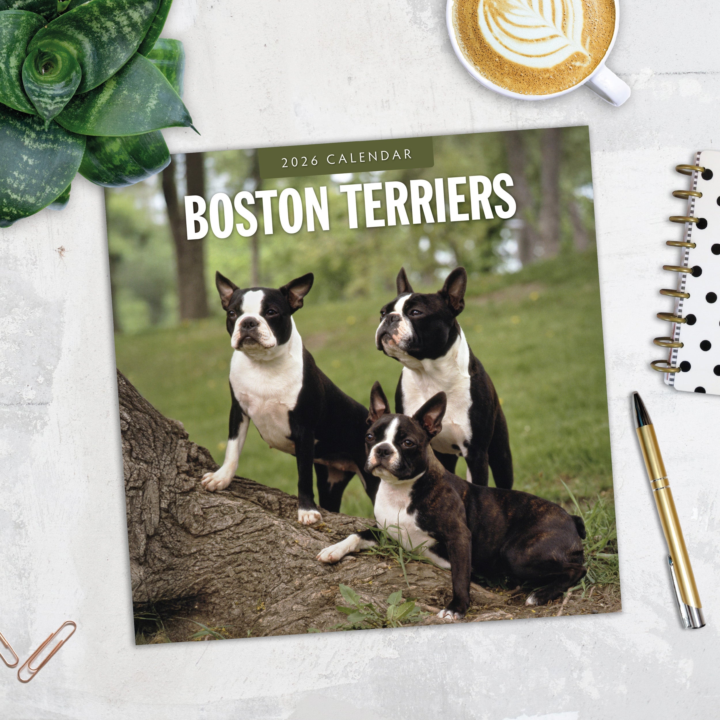 2026 Boston Terriers - Square Wall Calendar