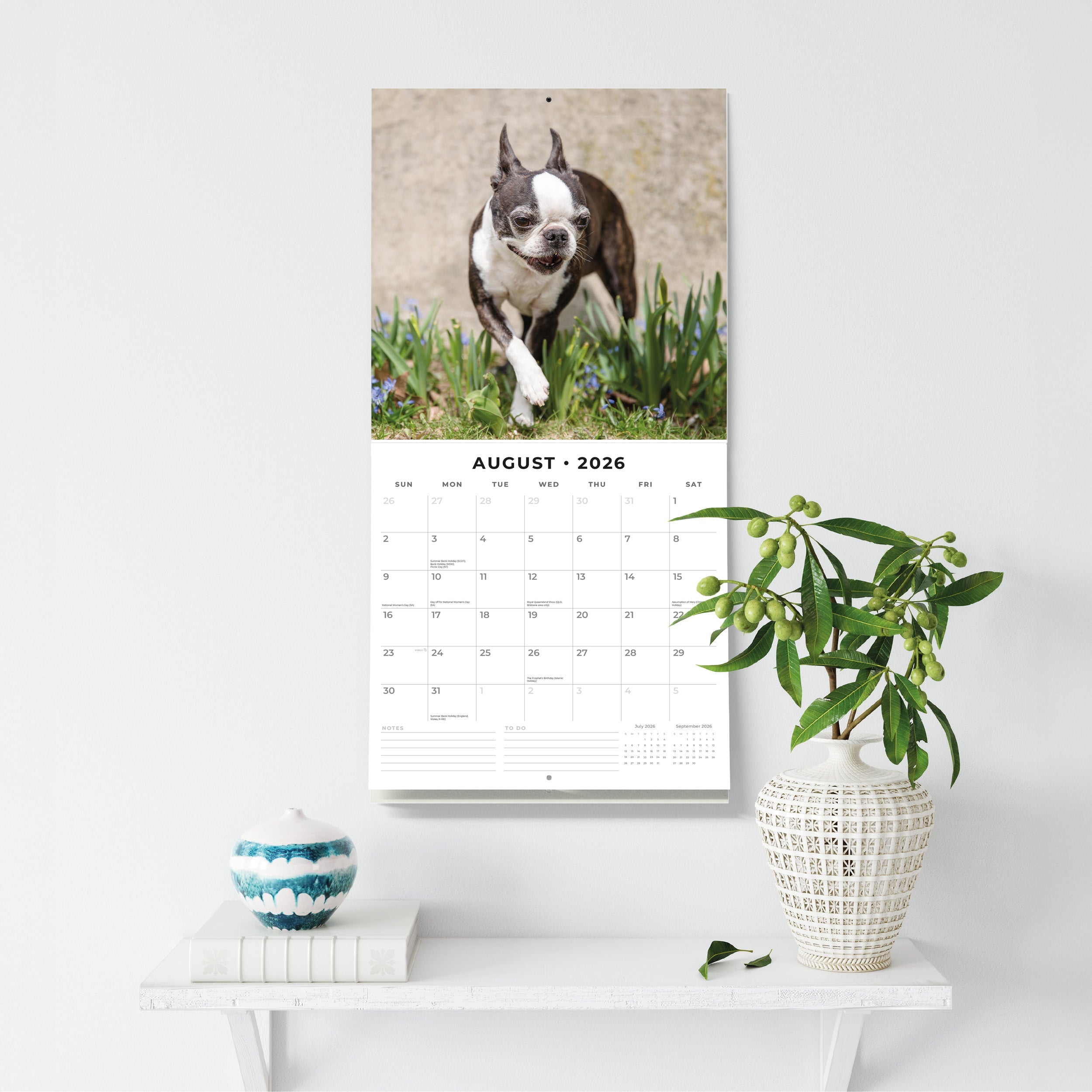 2026 Boston Terriers - Square Wall Calendar