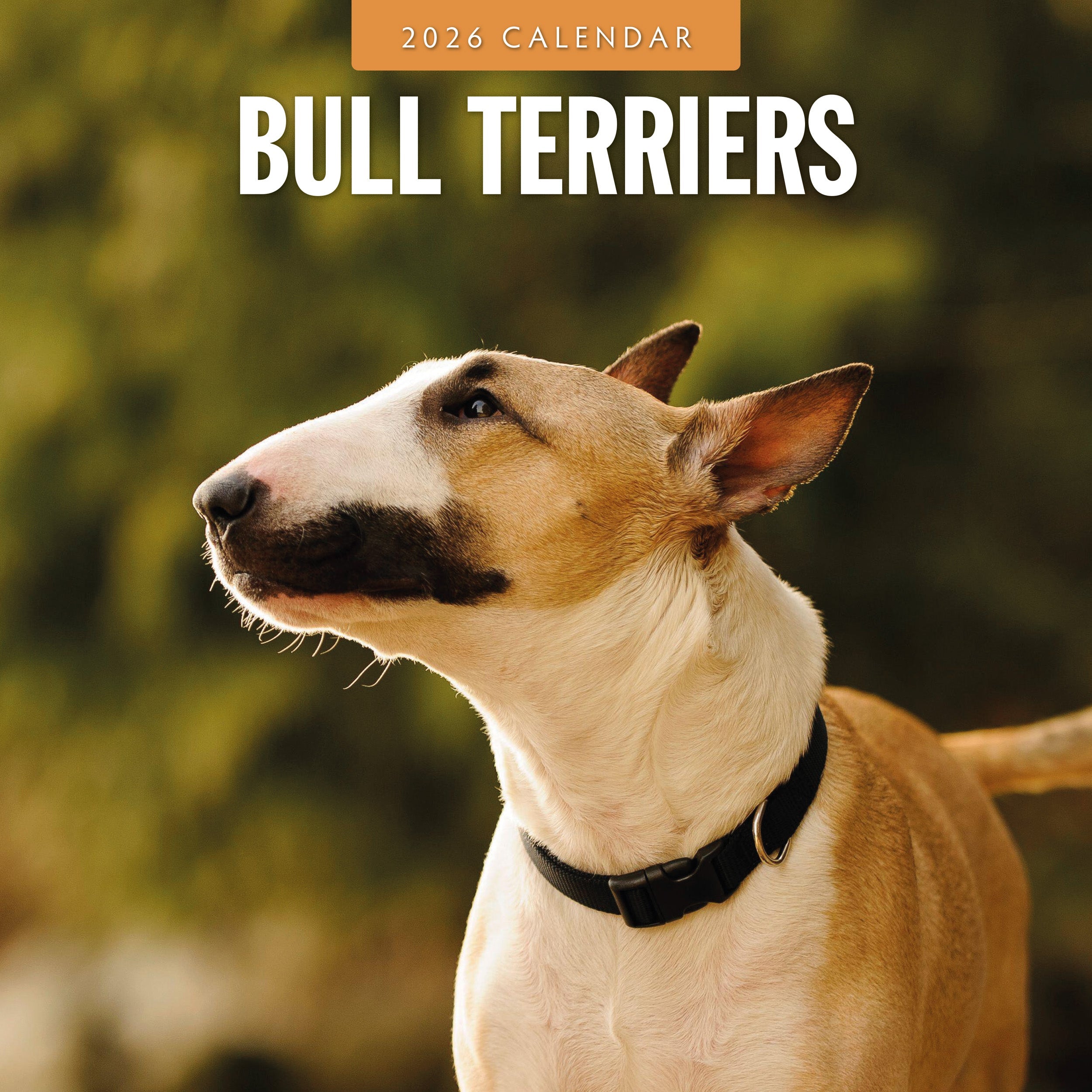 2026 Bull Terriers - Square Wall Calendar