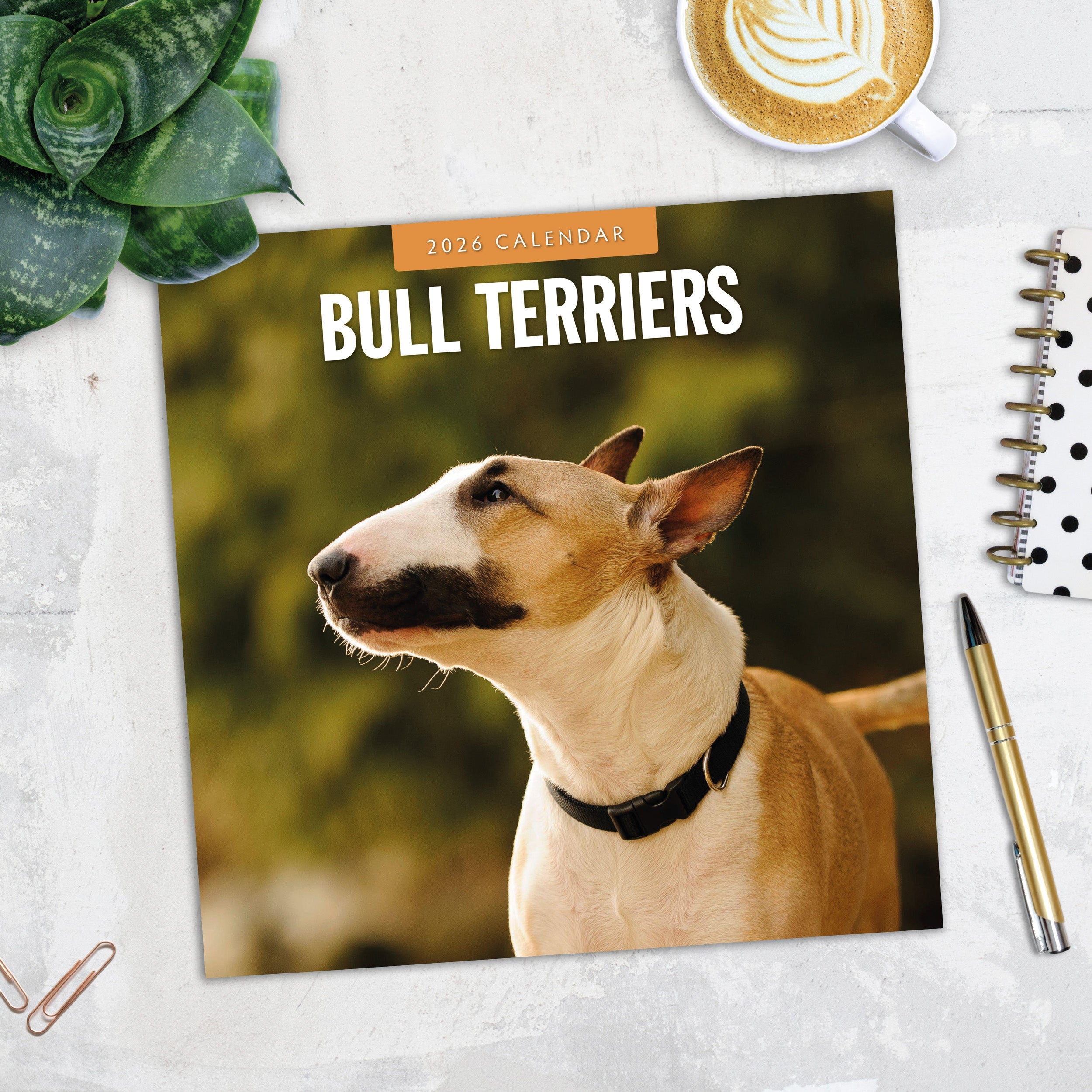 2026 Bull Terriers - Square Wall Calendar