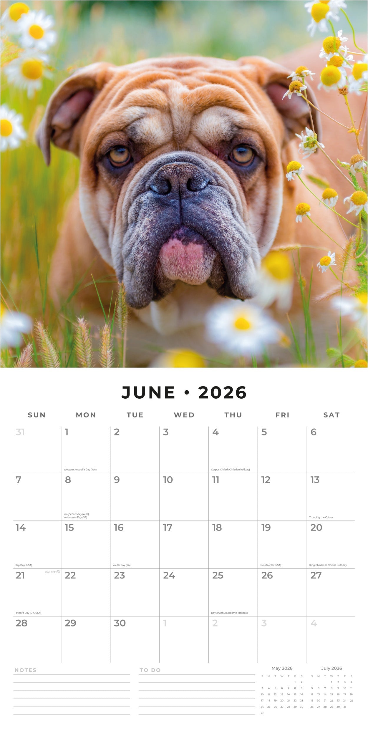 2026 Bulldogs - Square Wall Calendar
