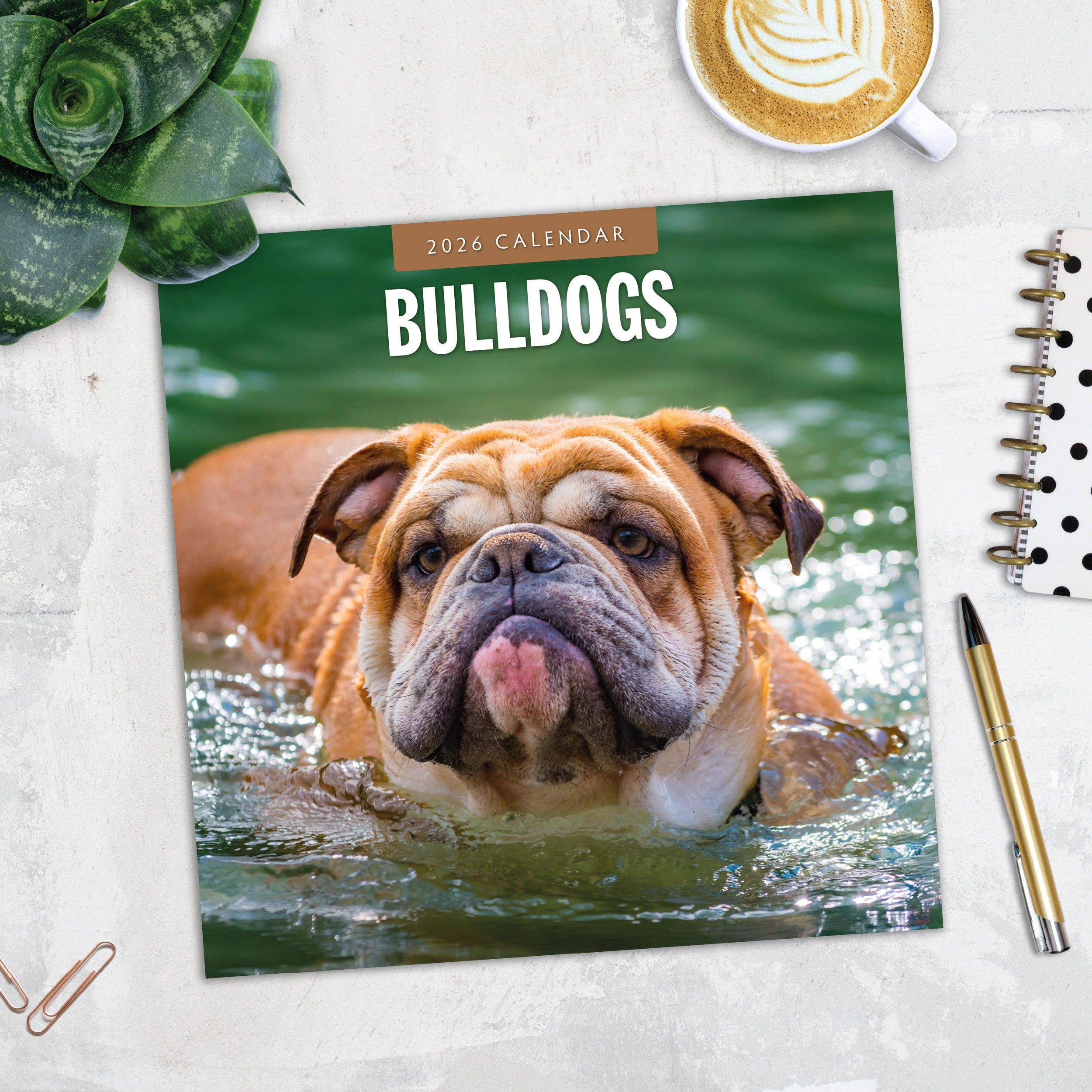 2026 Bulldogs - Square Wall Calendar