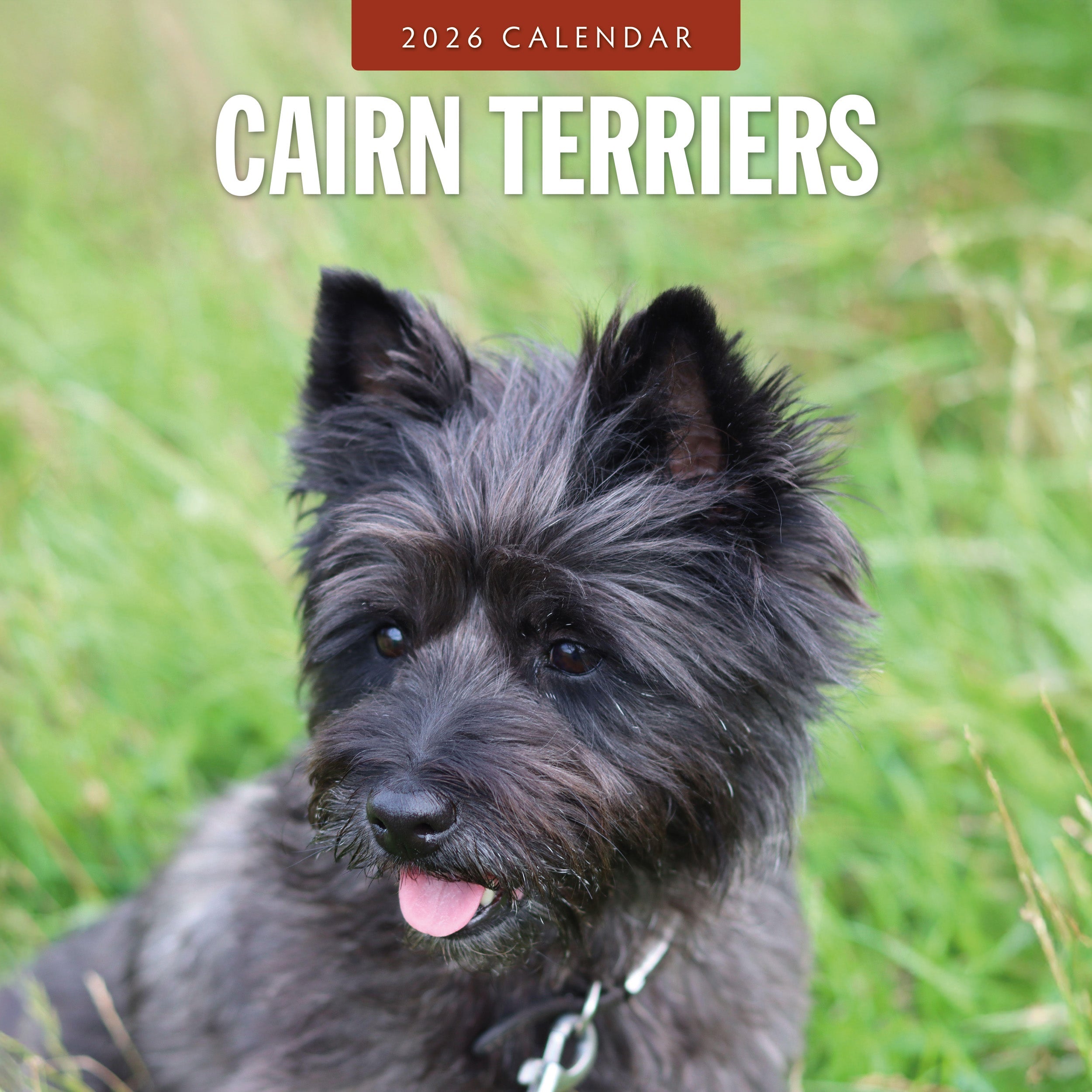 2026 Cairn Terriers - Square Wall Calendar