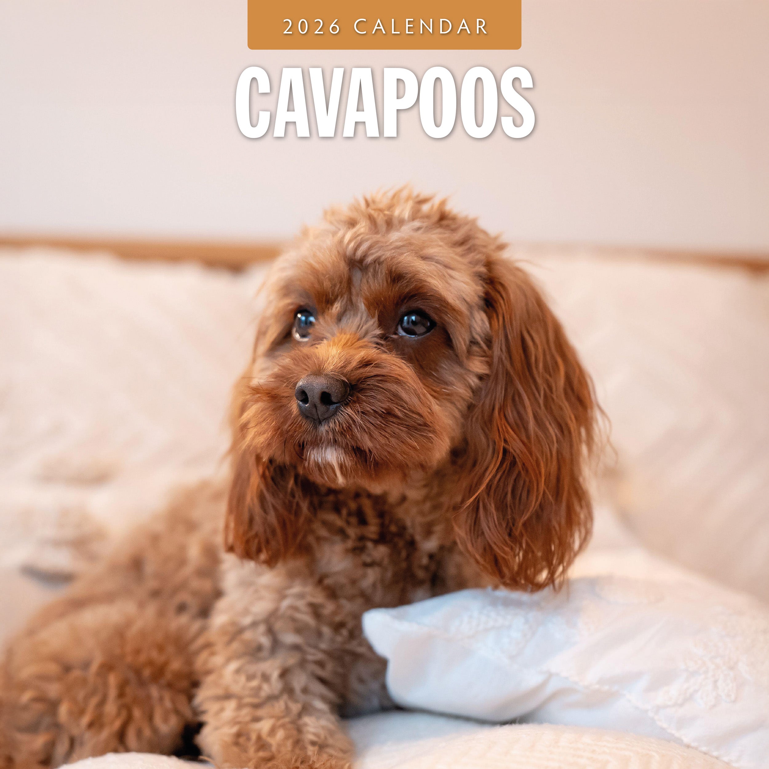 2026 Cavapoos - Square Wall Calendar
