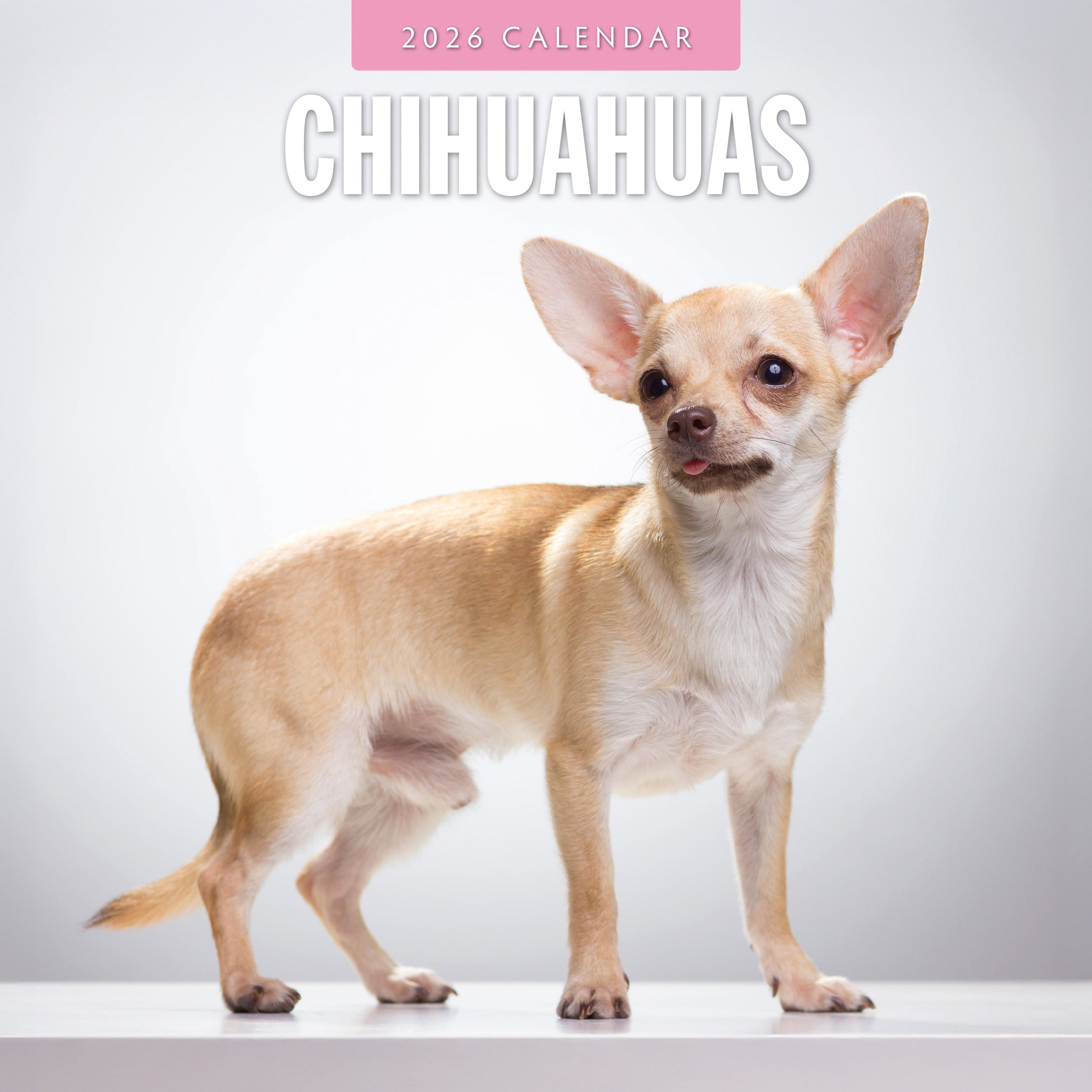 2026 Chihuahuas - Square Wall Calendar