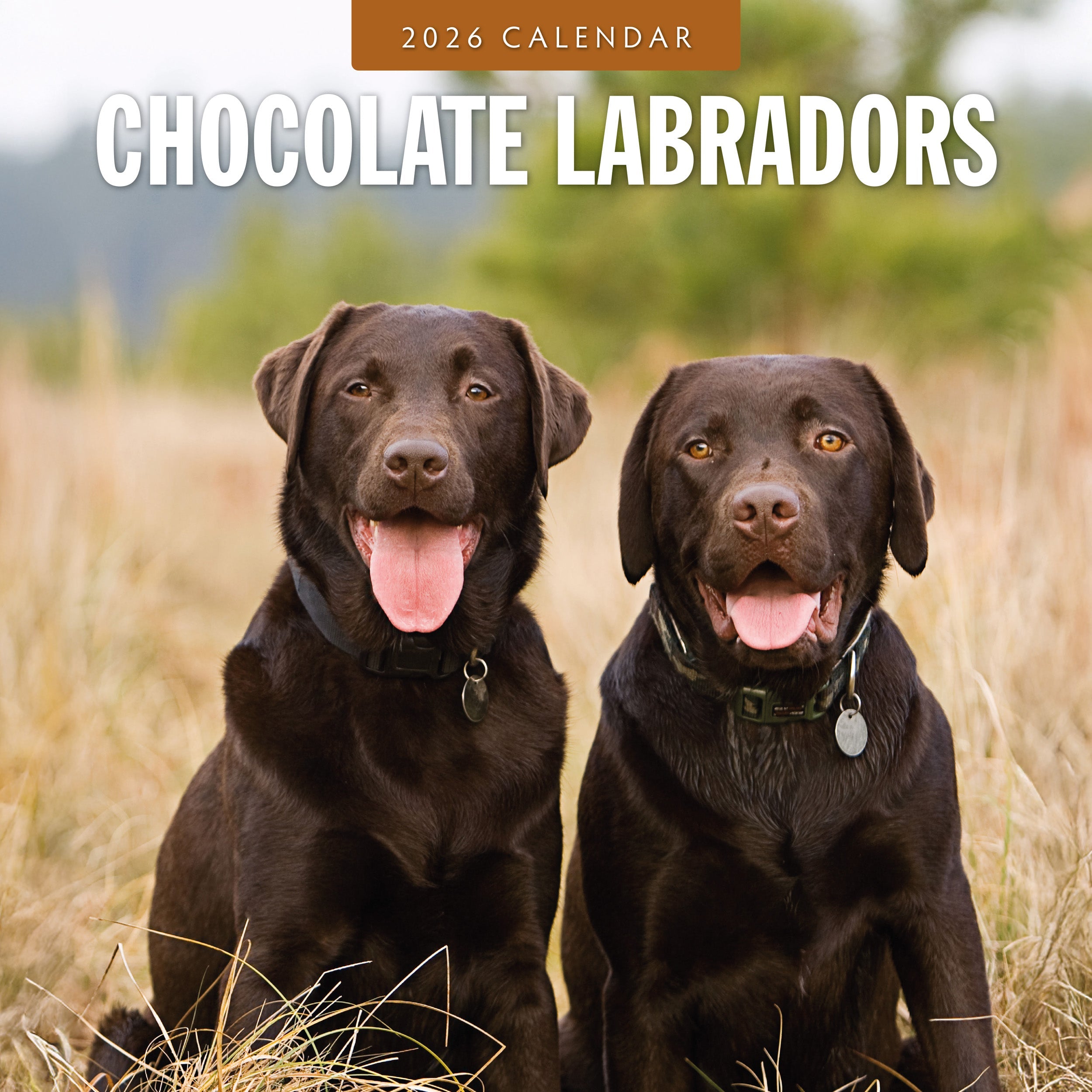 2026 Chocolate Labradors - Square Wall Calendar